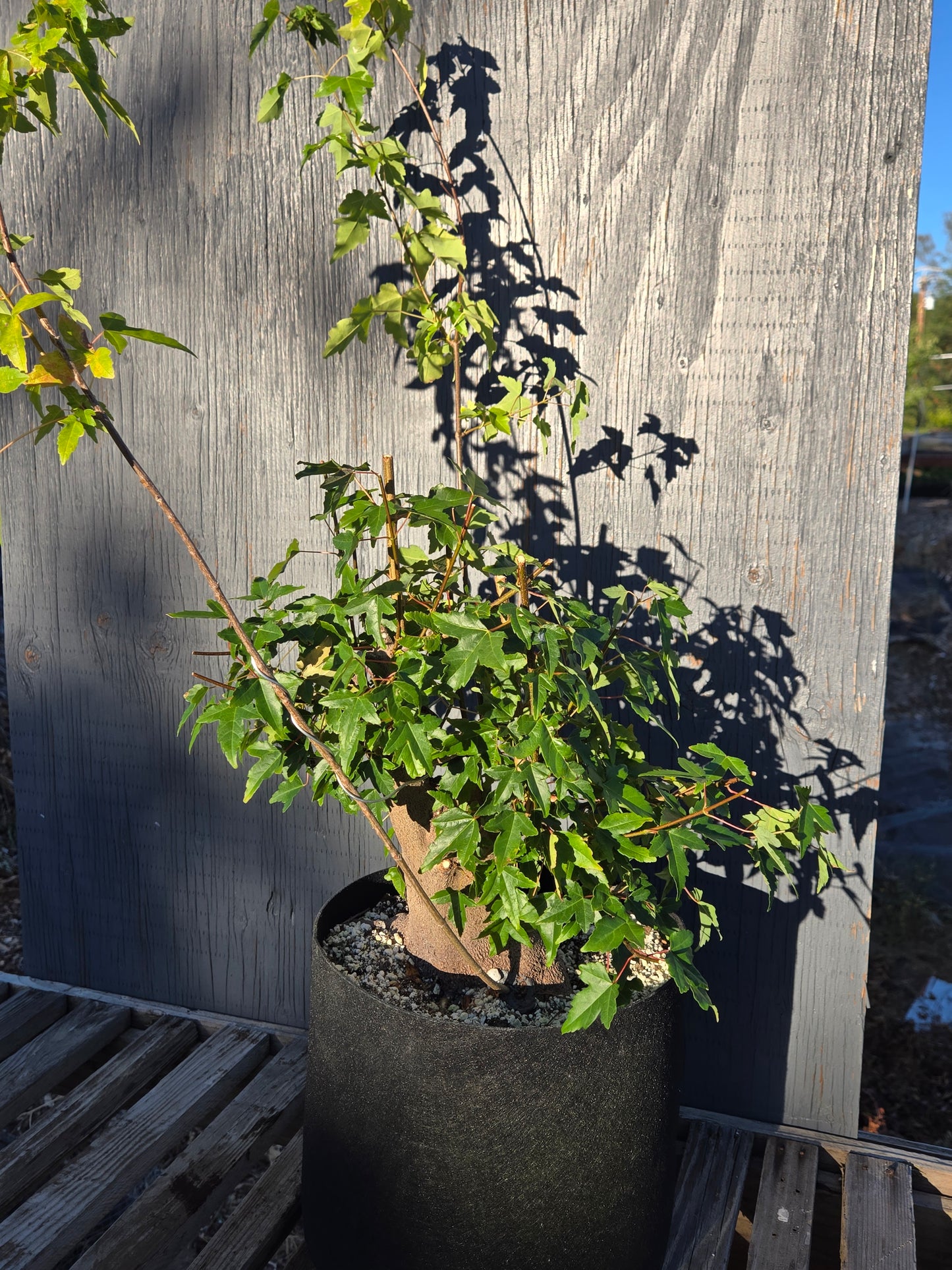 Trident Maple, Acer buergerianum, Absummer25,102