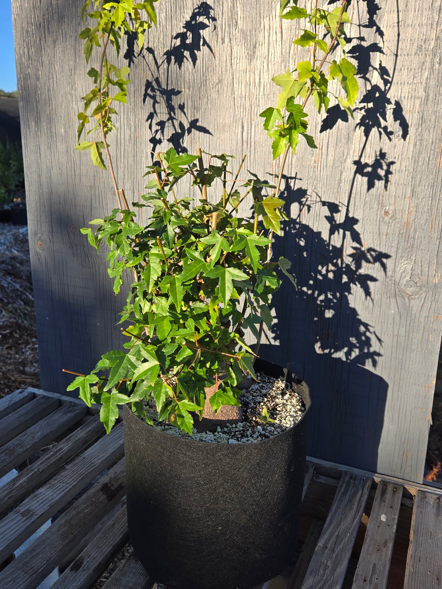 Trident Maple, Acer buergerianum, Absummer25,102