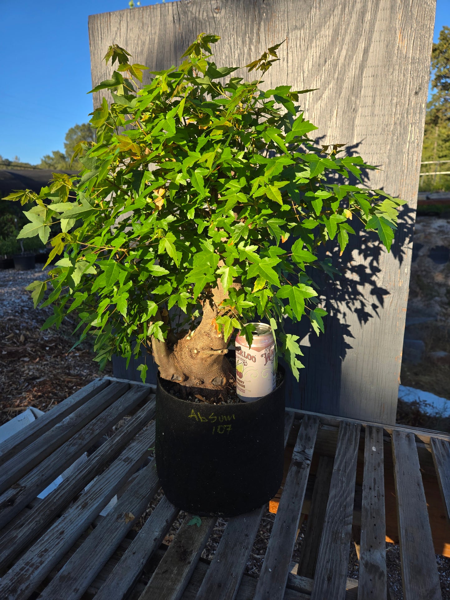 Trident Maple, Acer buergerianum, Absummer25,102