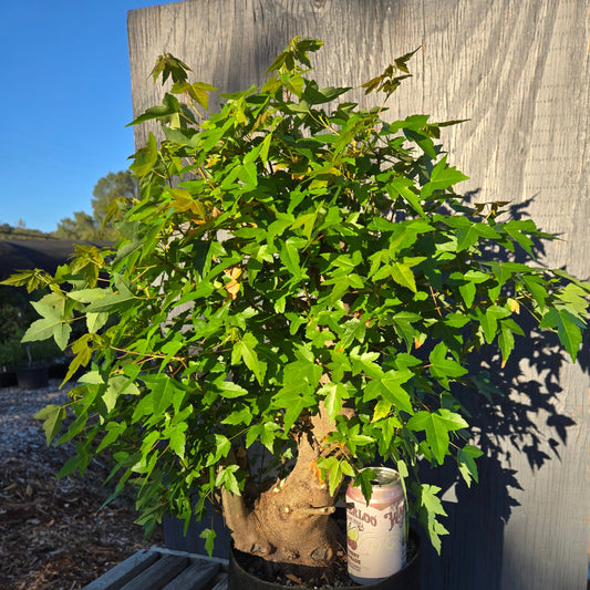 Trident Maple, Acer buergerianum, Absummer25,102