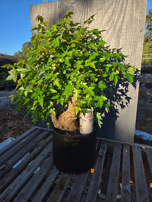 Trident Maple, Acer buergerianum, Absummer25,107