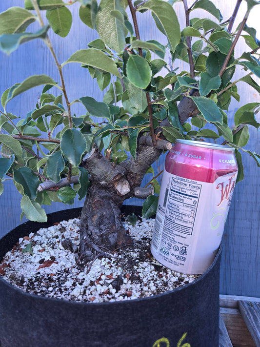 Chinese Quince, Pseudocydonia sinensis, Pssummer25,100