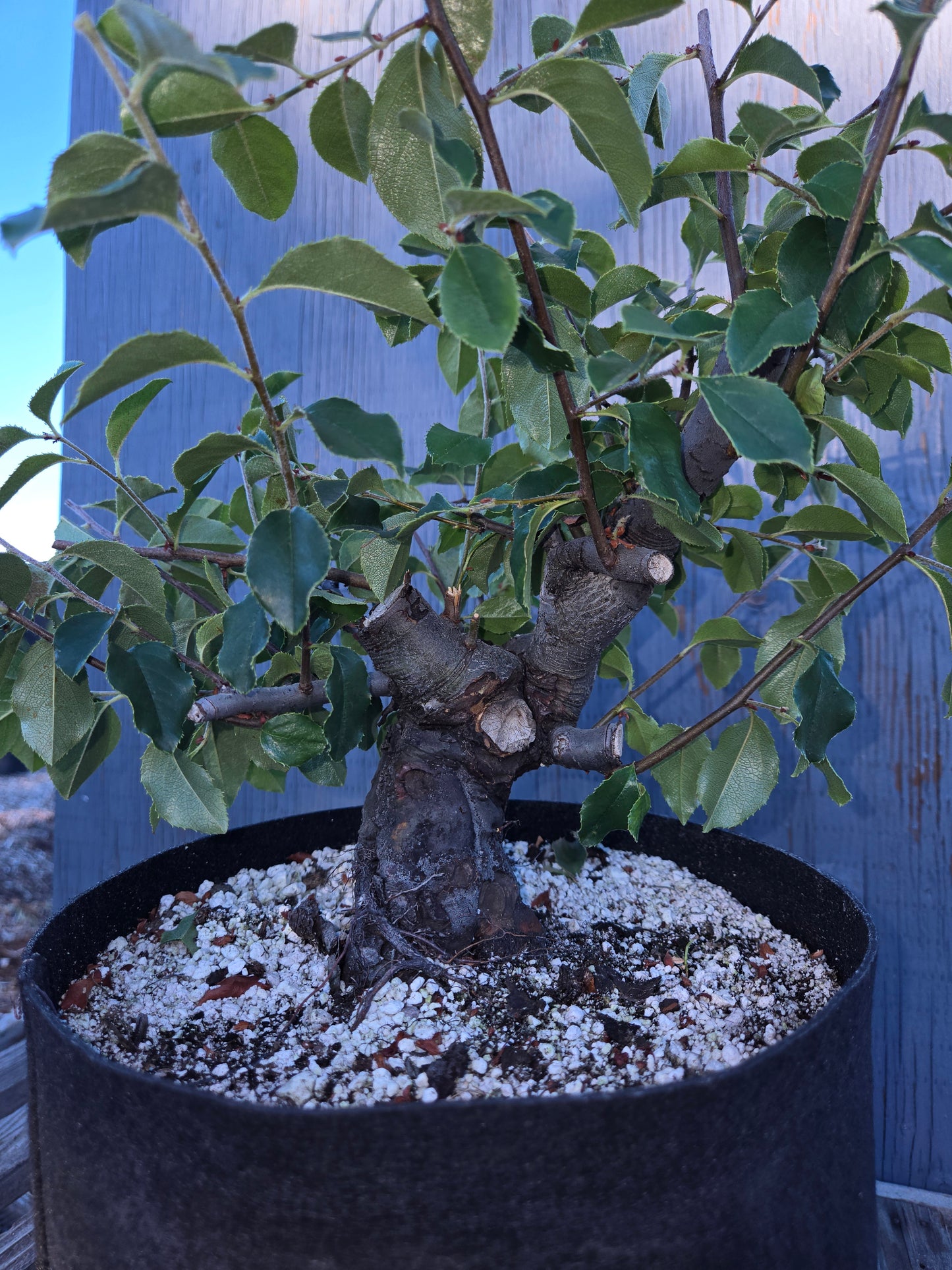 Chinese Quince, Pseudocydonia sinensis, Pssummer25,100
