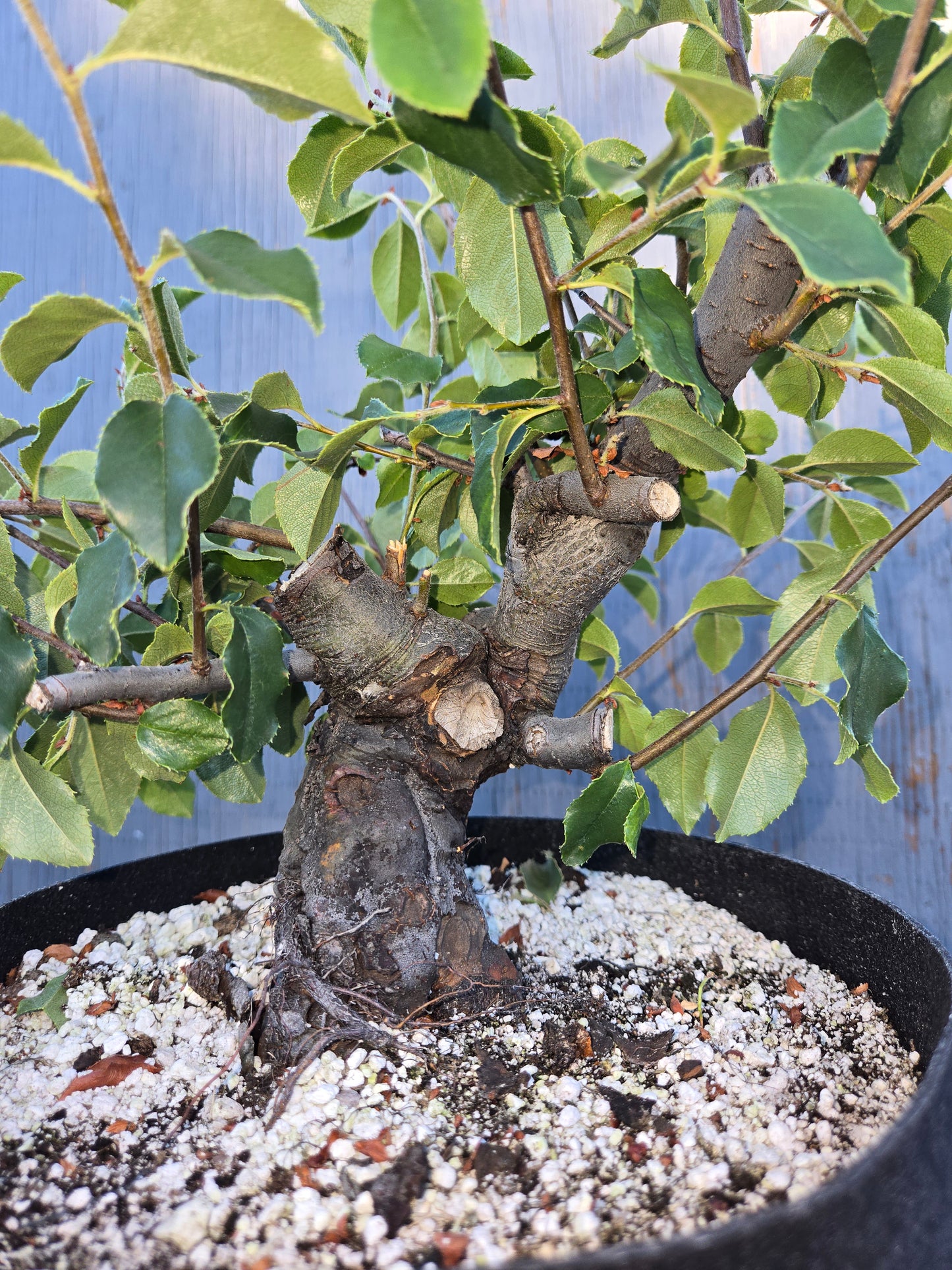Chinese Quince, Pseudocydonia sinensis, Pssummer25,100