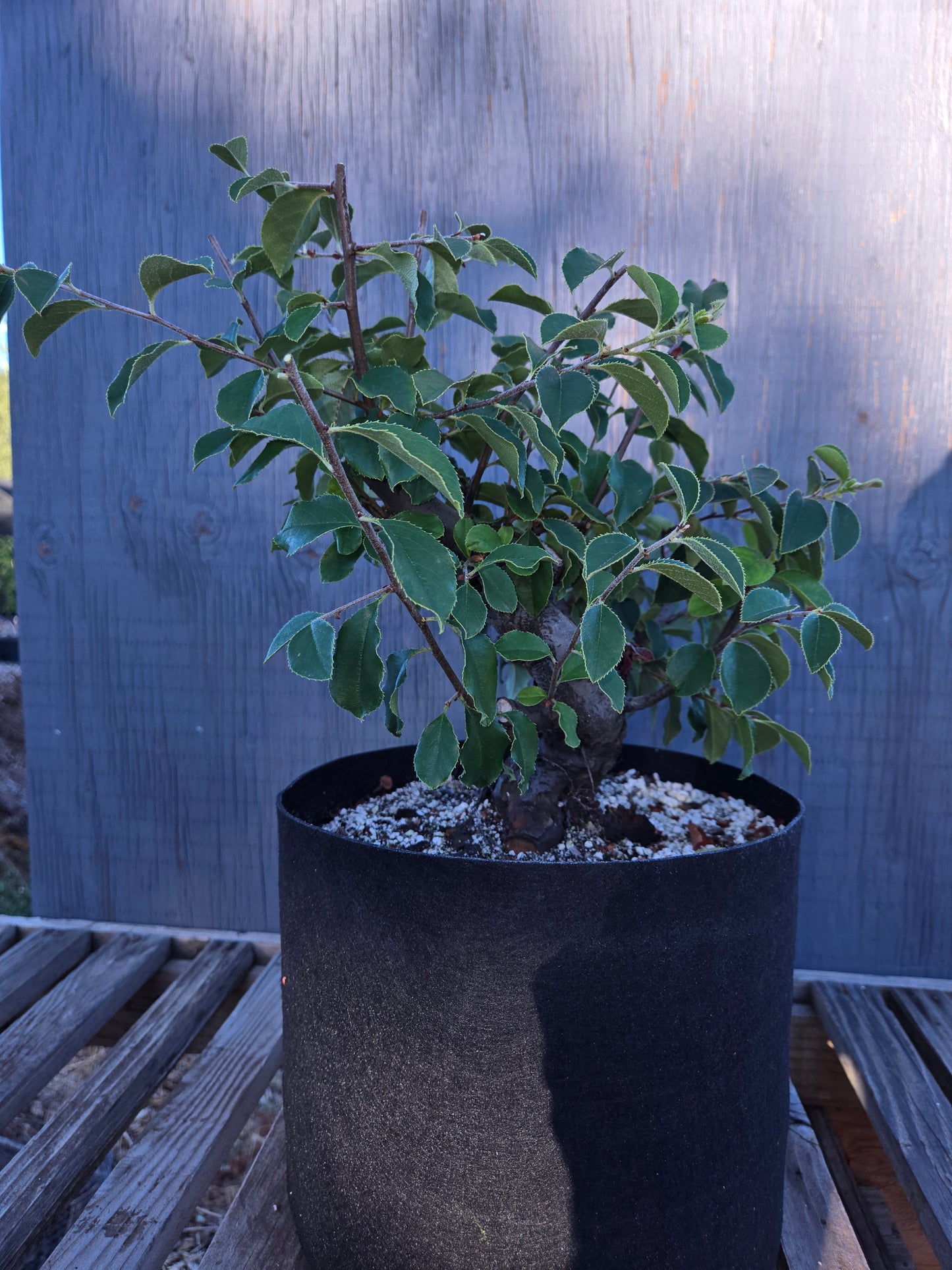 Chinese Quince, Pseudocydonia sinensis, Pssummer25,100
