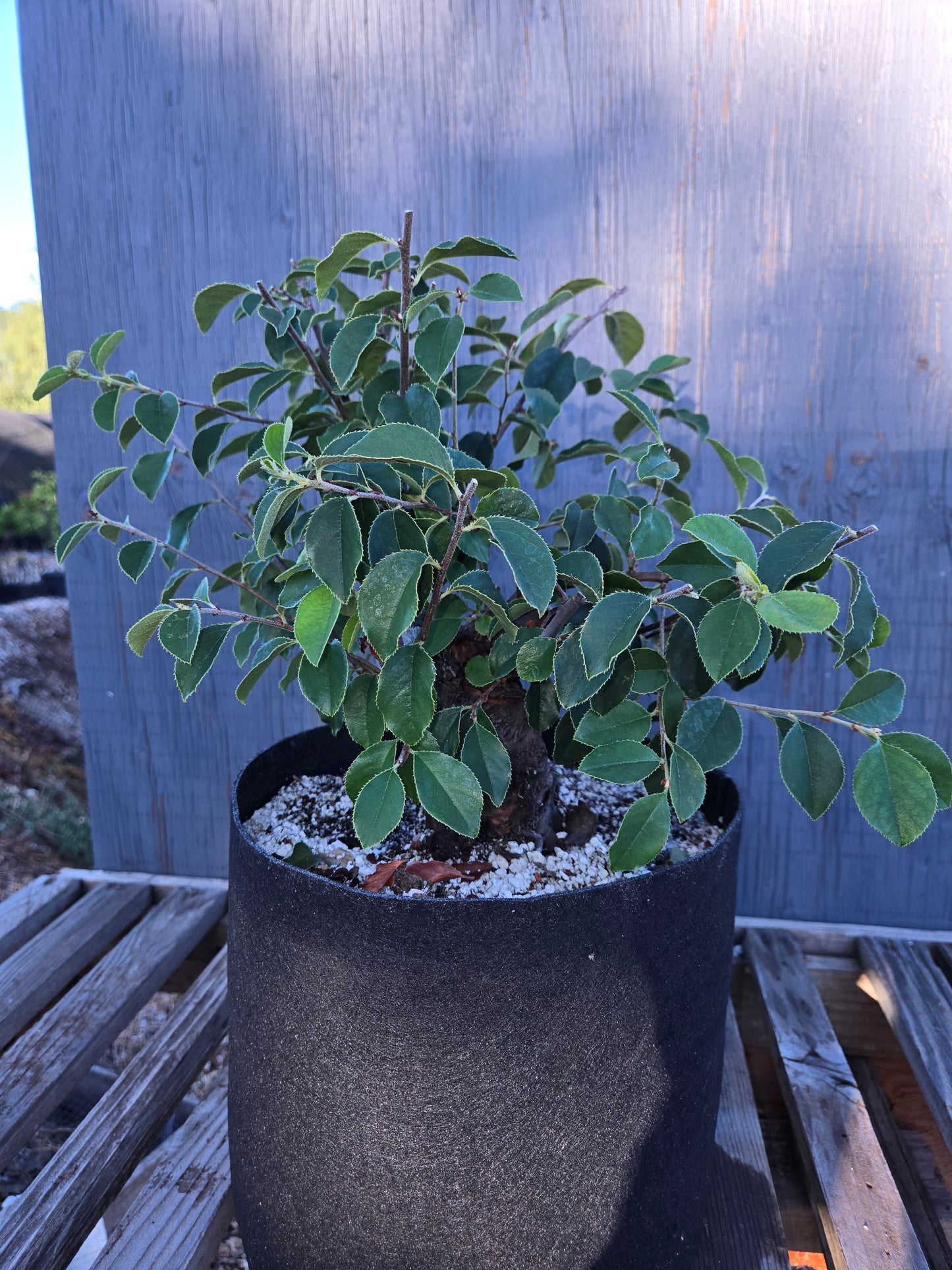 Chinese Quince, Pseudocydonia sinensis, Pssummer25,100