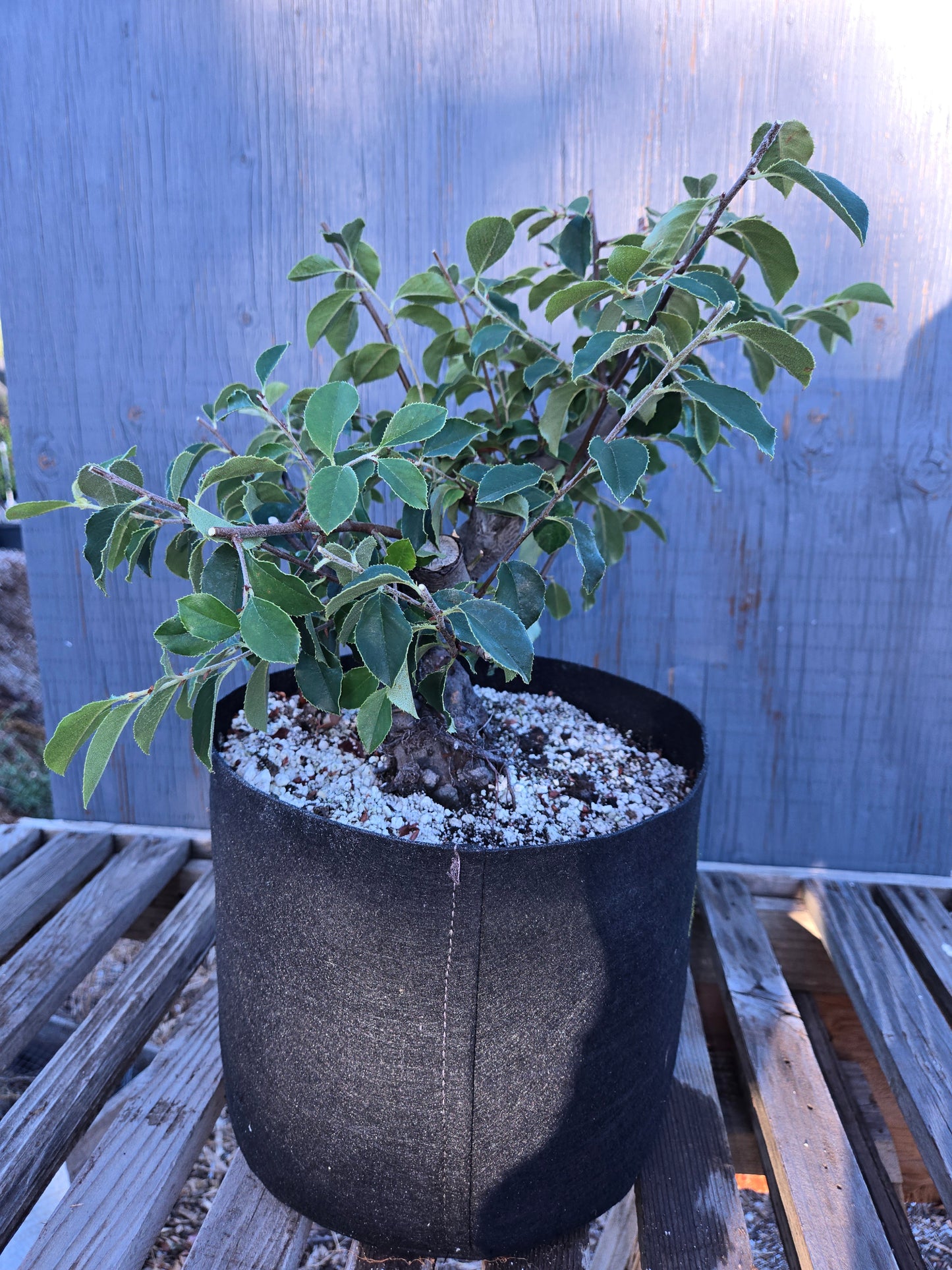 Chinese Quince, Pseudocydonia sinensis, Pssummer25,100