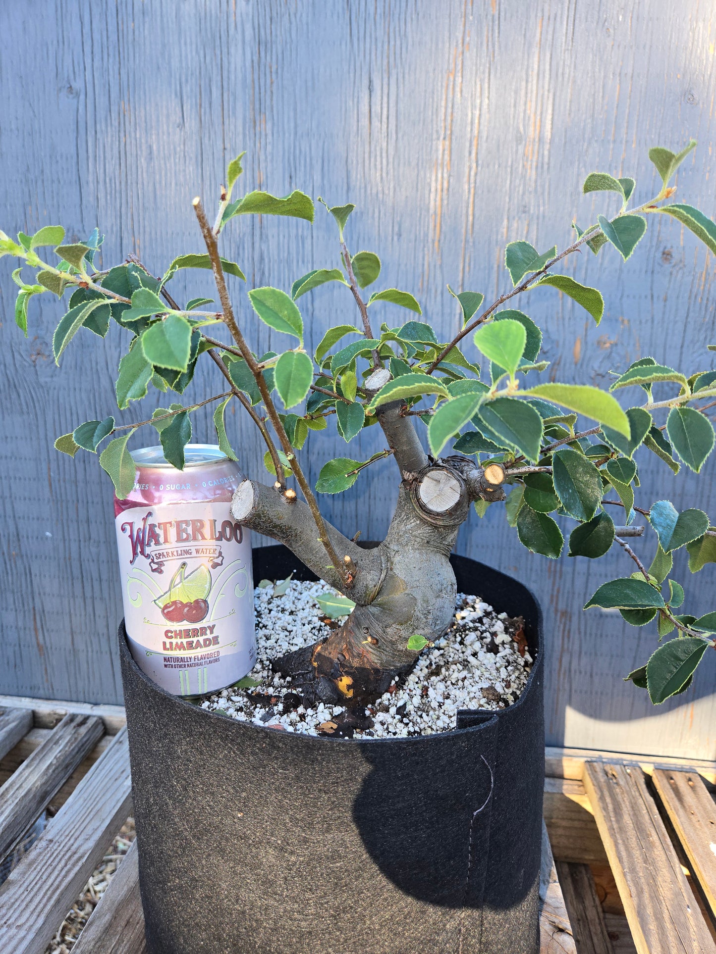 Chinese Quince, Pseudocydonia sinensis, Pssummer25,110