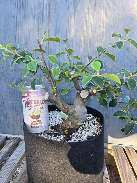 Chinese Quince, Pseudocydonia sinensis, Pssummer25,110