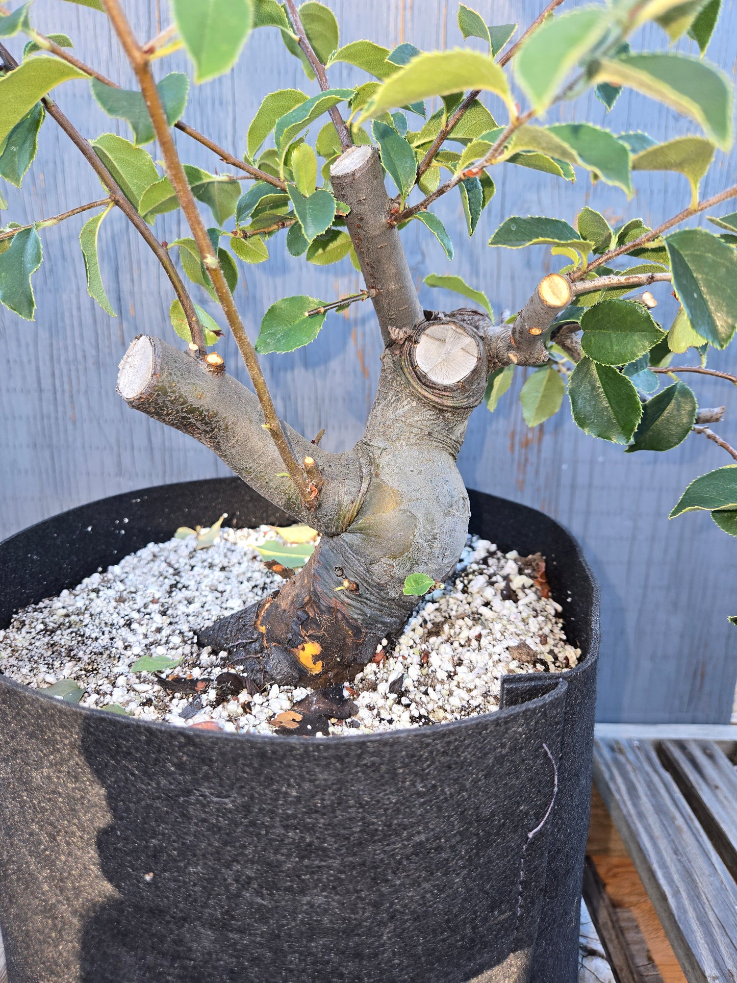 Chinese Quince, Pseudocydonia sinensis, Pssummer25,110