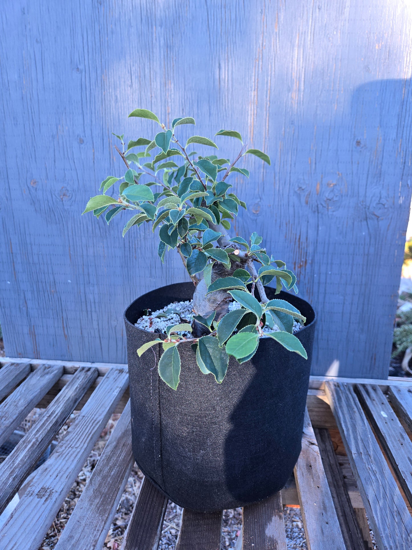 Chinese Quince, Pseudocydonia sinensis, Pssummer25,110