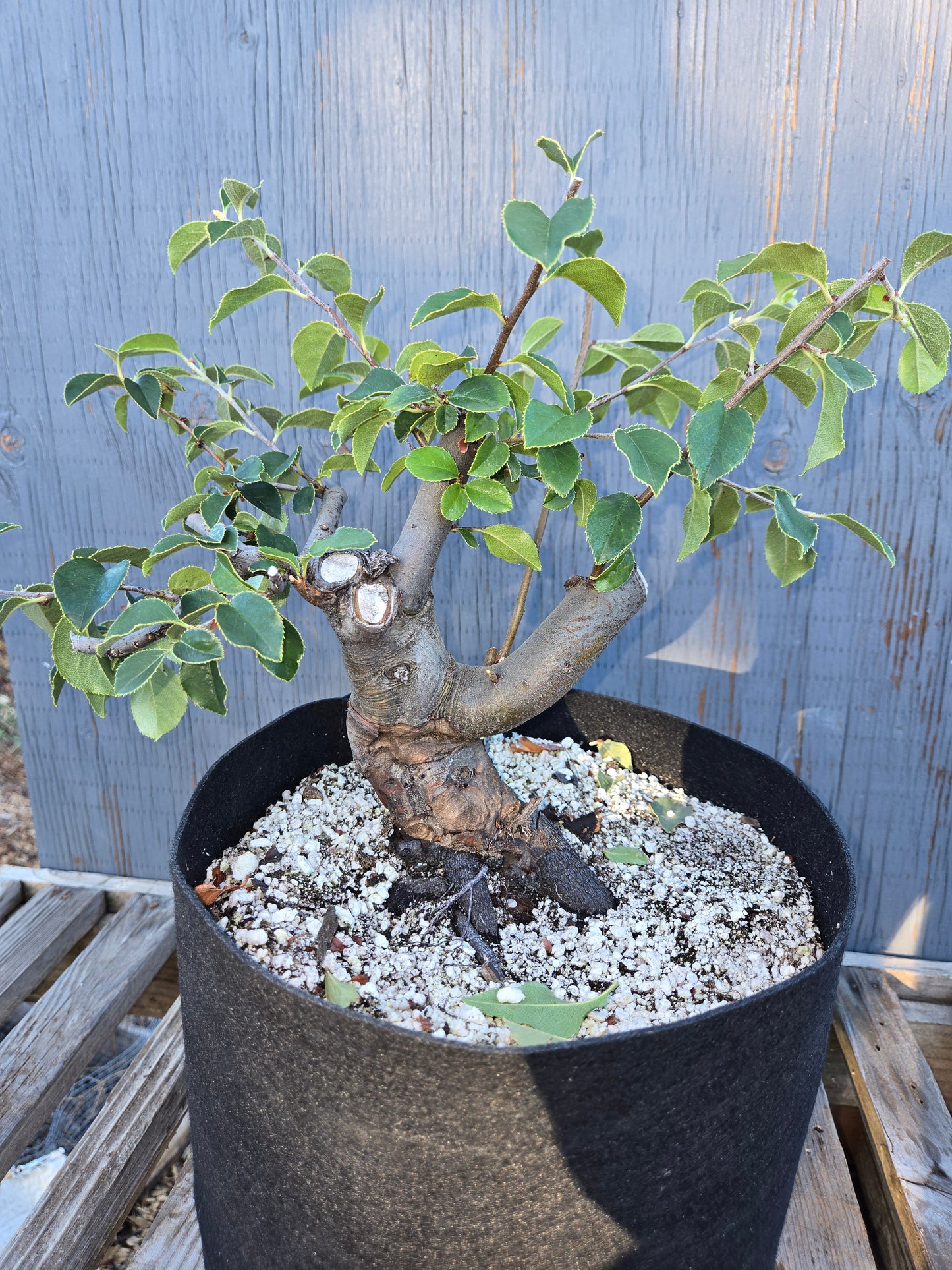 Chinese Quince, Pseudocydonia sinensis, Pssummer25,110