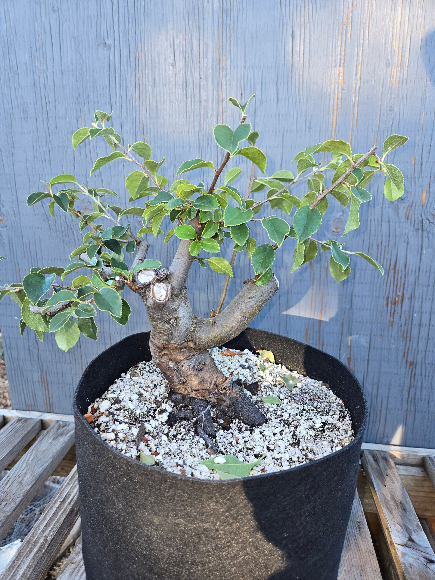 Chinese Quince, Pseudocydonia sinensis, Pssummer25,110