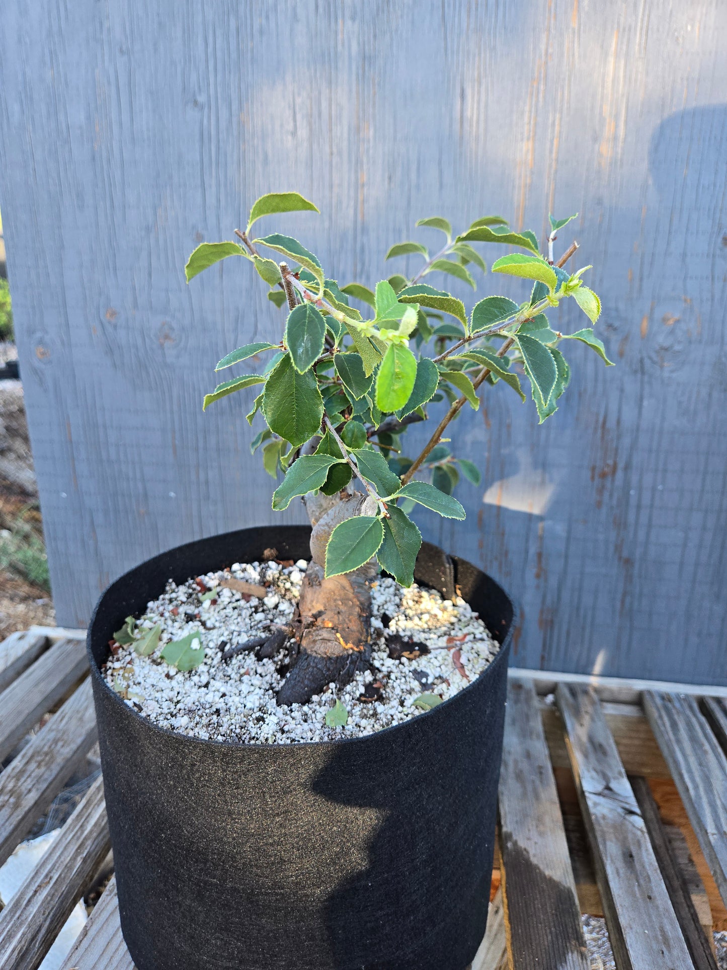 Chinese Quince, Pseudocydonia sinensis, Pssummer25,110