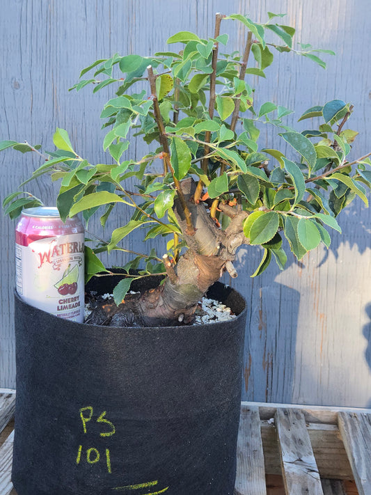 Chinese Quince, Pseudocydonia sinensis, Pssummer25,101