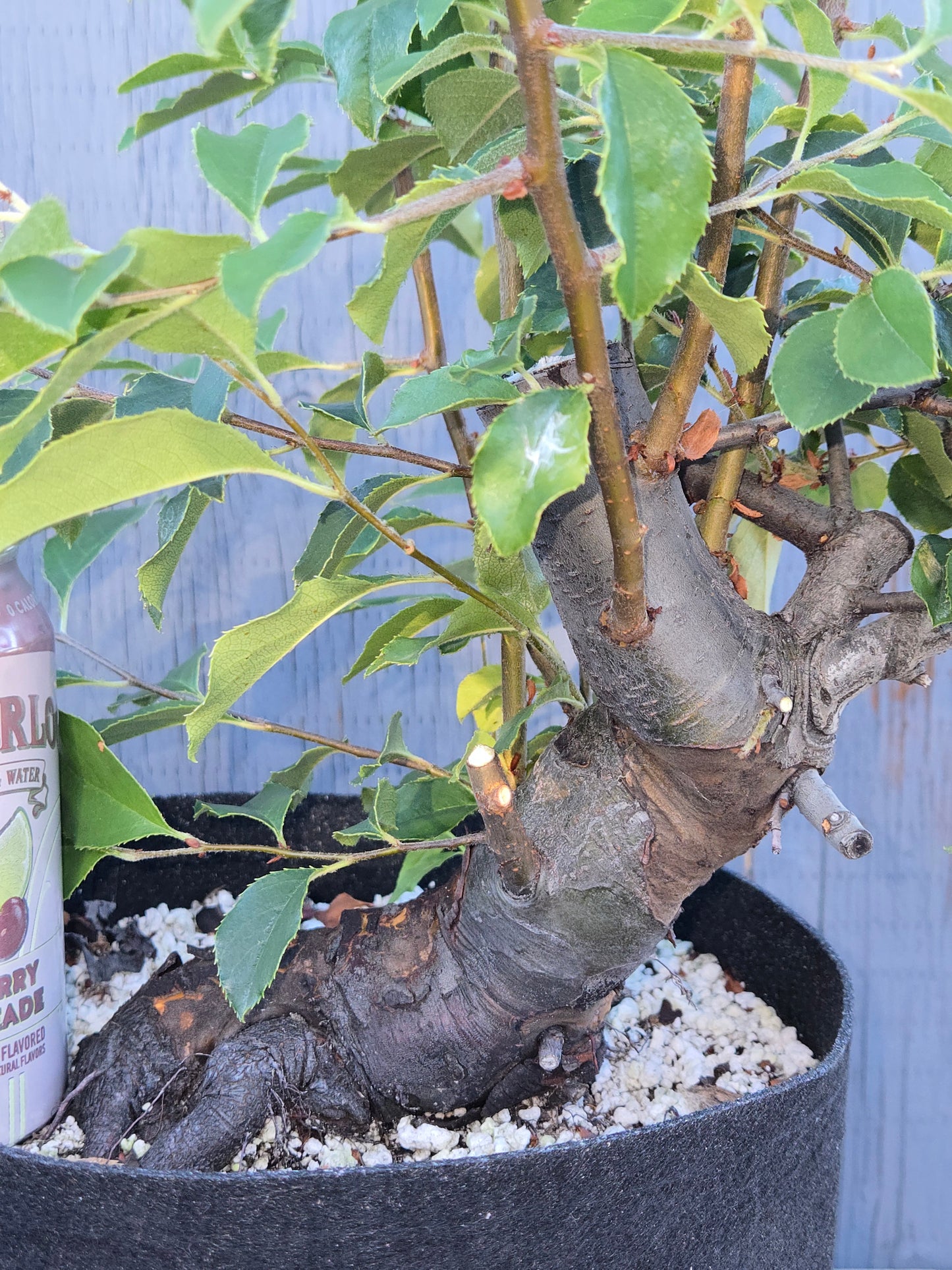 Chinese Quince, Pseudocydonia sinensis, Pssummer25,101