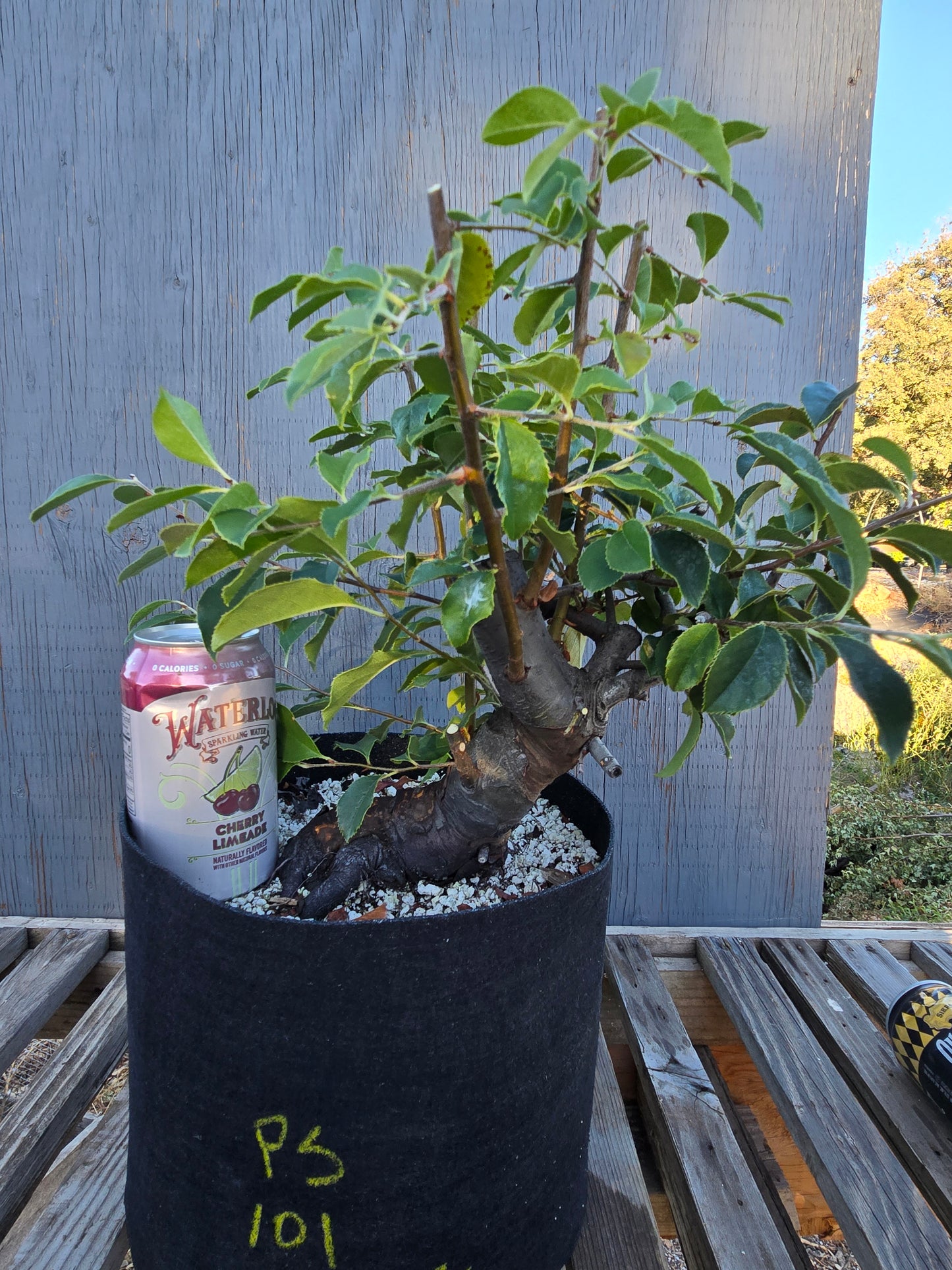 Chinese Quince, Pseudocydonia sinensis, Pssummer25,101