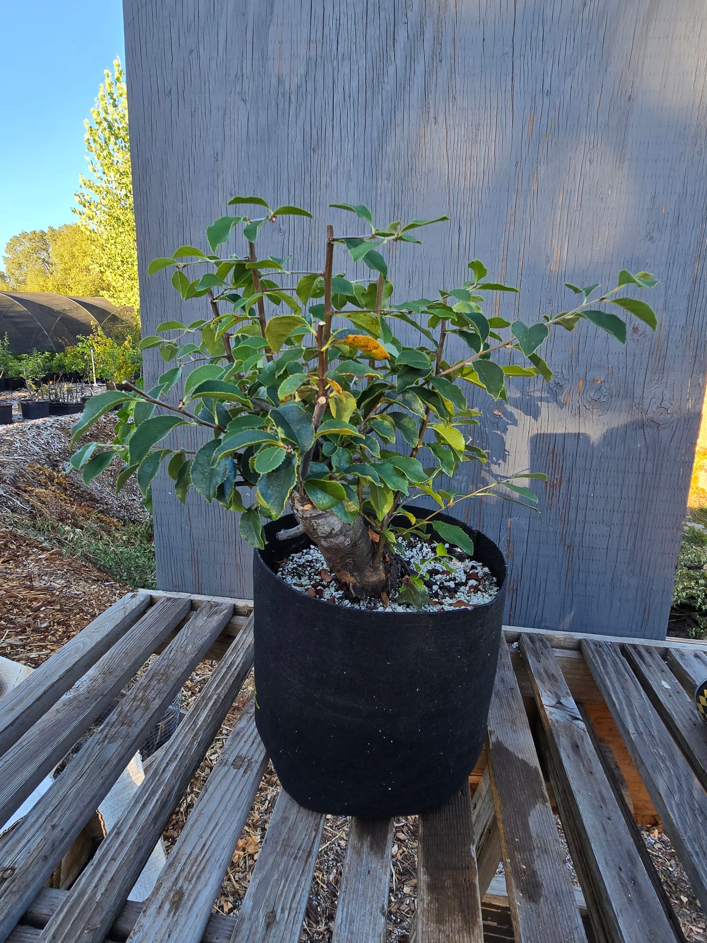 Chinese Quince, Pseudocydonia sinensis, Pssummer25,101