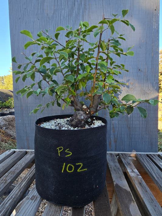 Chinese Quince, Pseudocydonia sinensis, Pssummer25,102