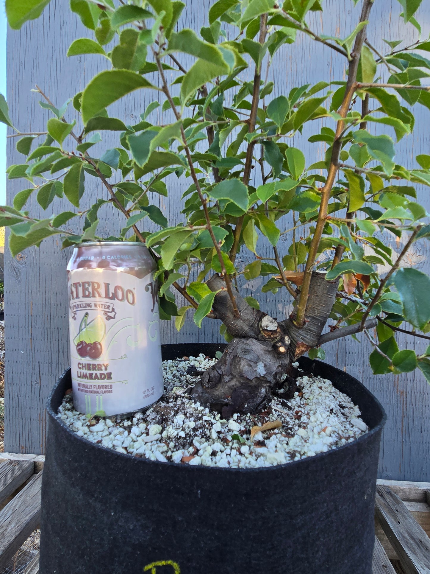 Chinese Quince, Pseudocydonia sinensis, Pssummer25,102