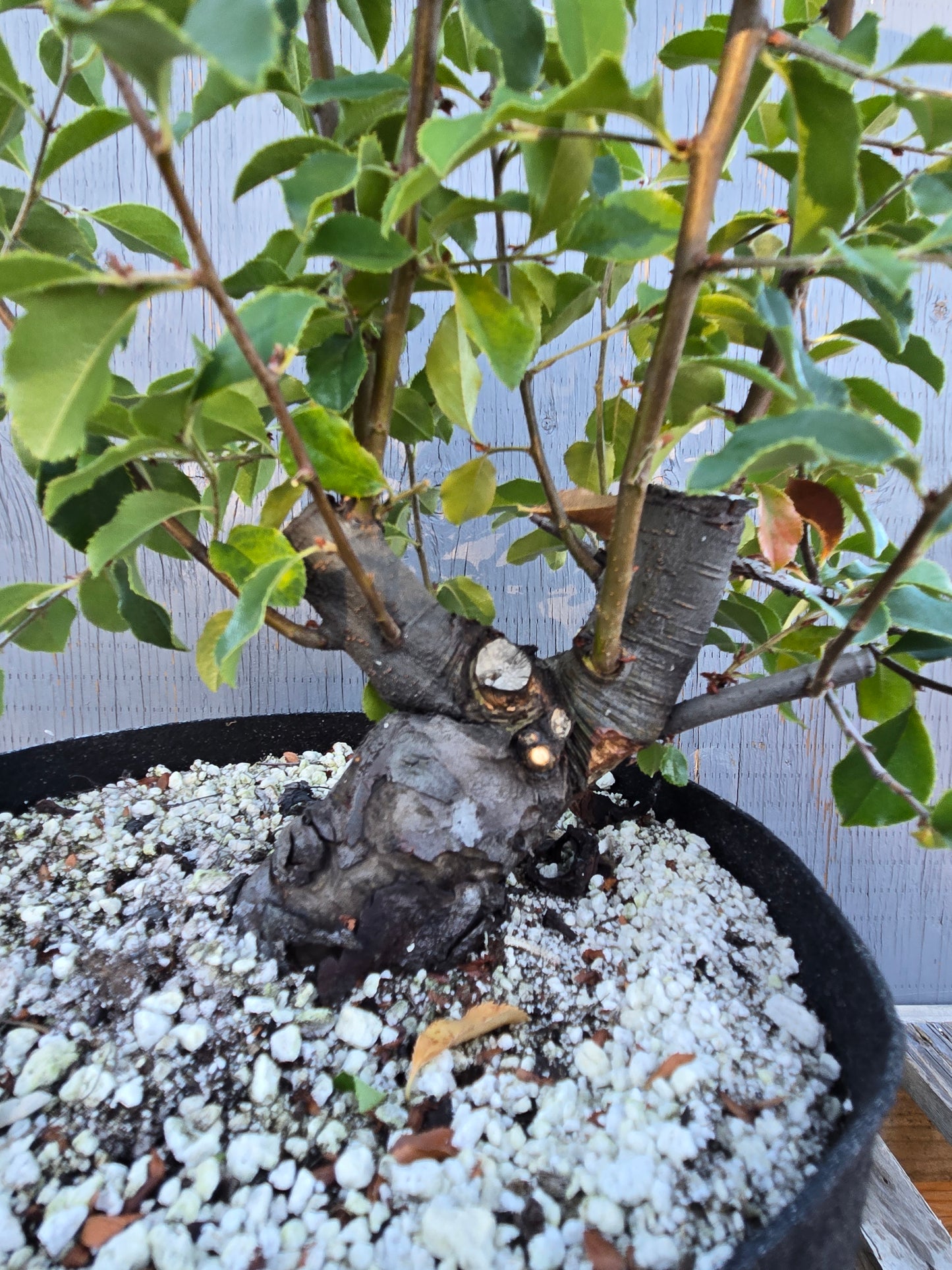 Chinese Quince, Pseudocydonia sinensis, Pssummer25,102