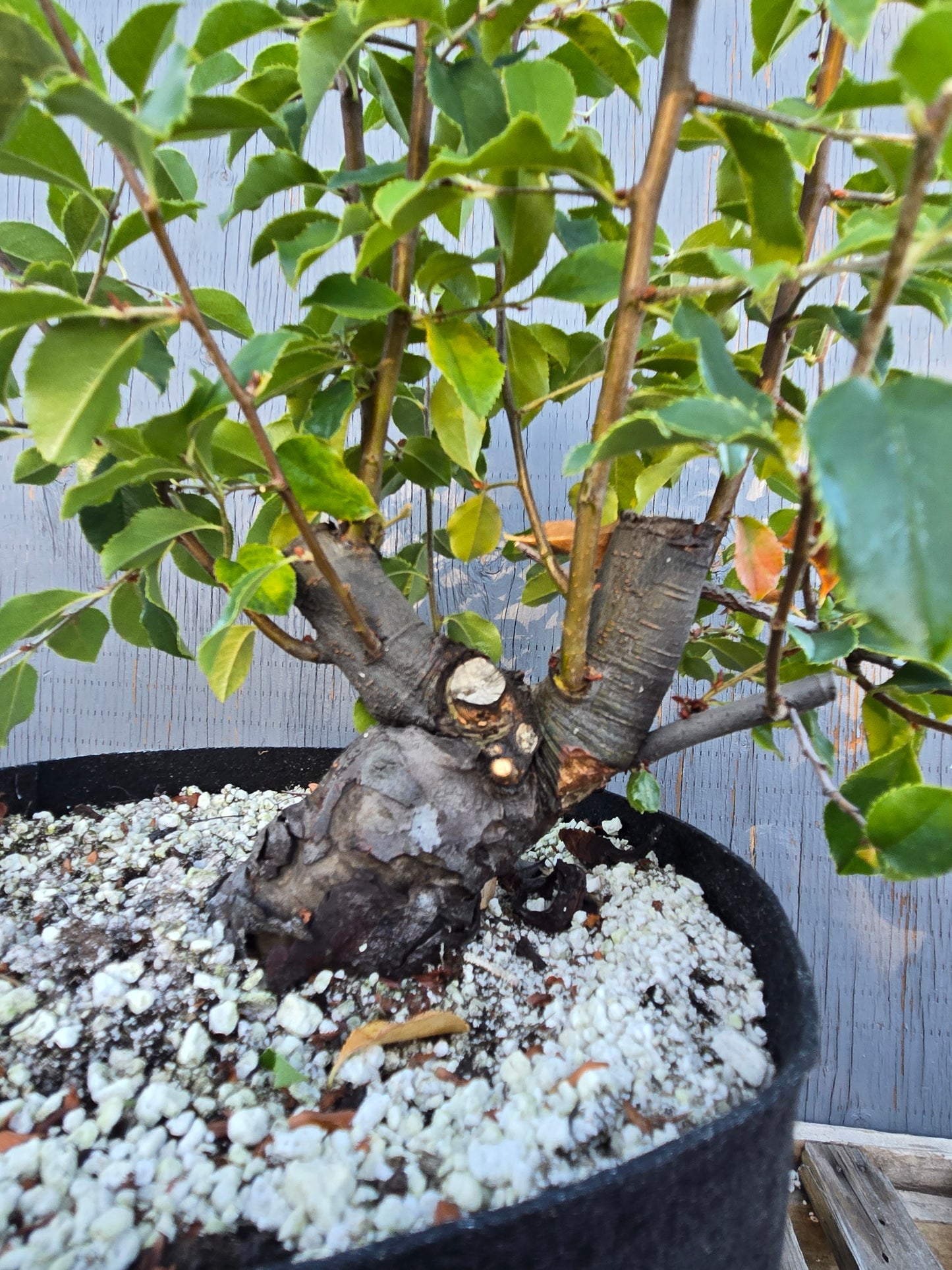 Chinese Quince, Pseudocydonia sinensis, Pssummer25,102