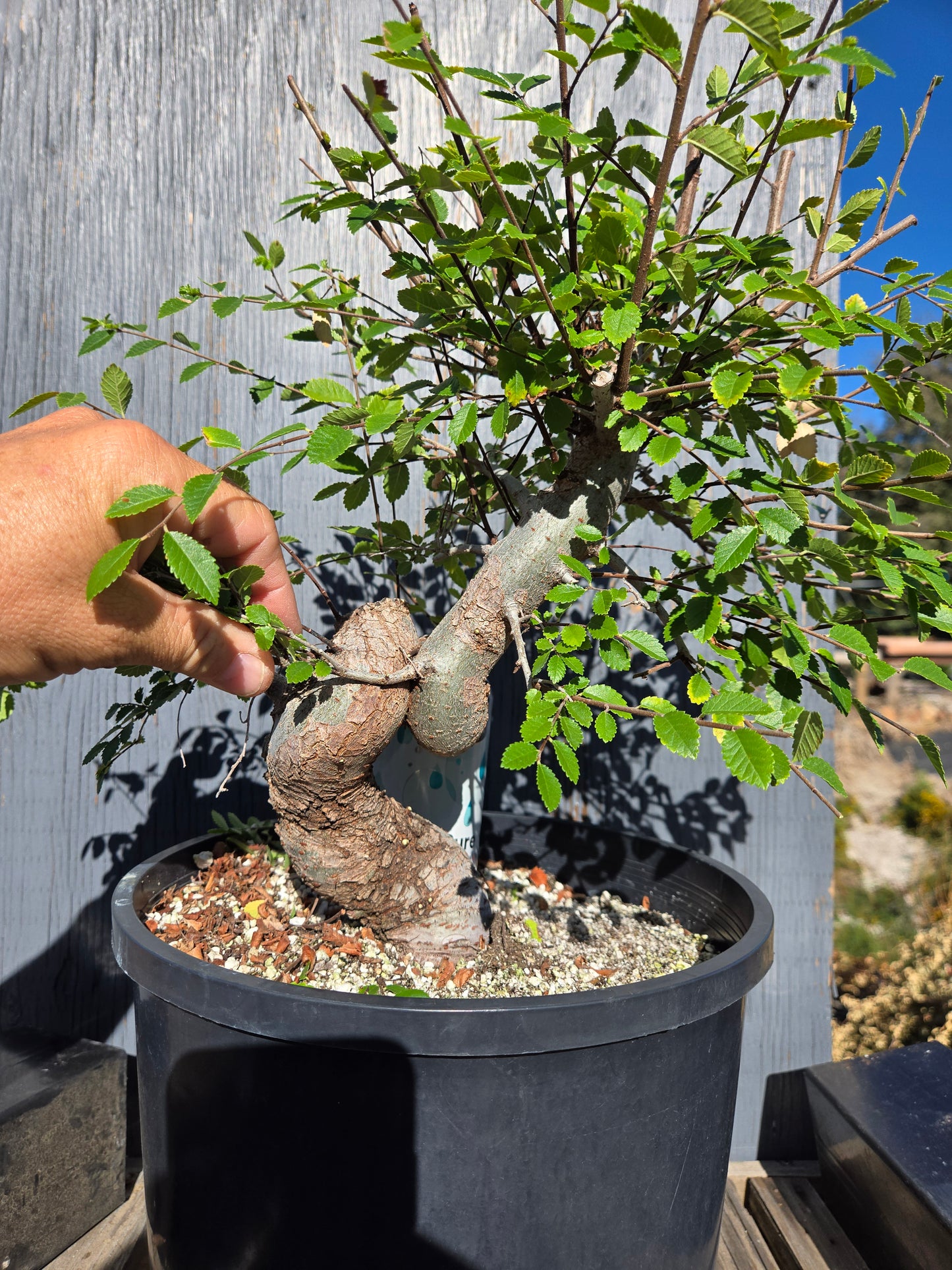 Chinese Elm, Ulmus parvifolia