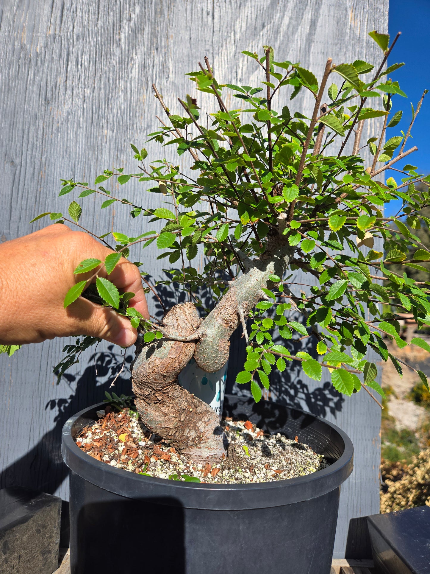 Chinese Elm, Ulmus parvifolia
