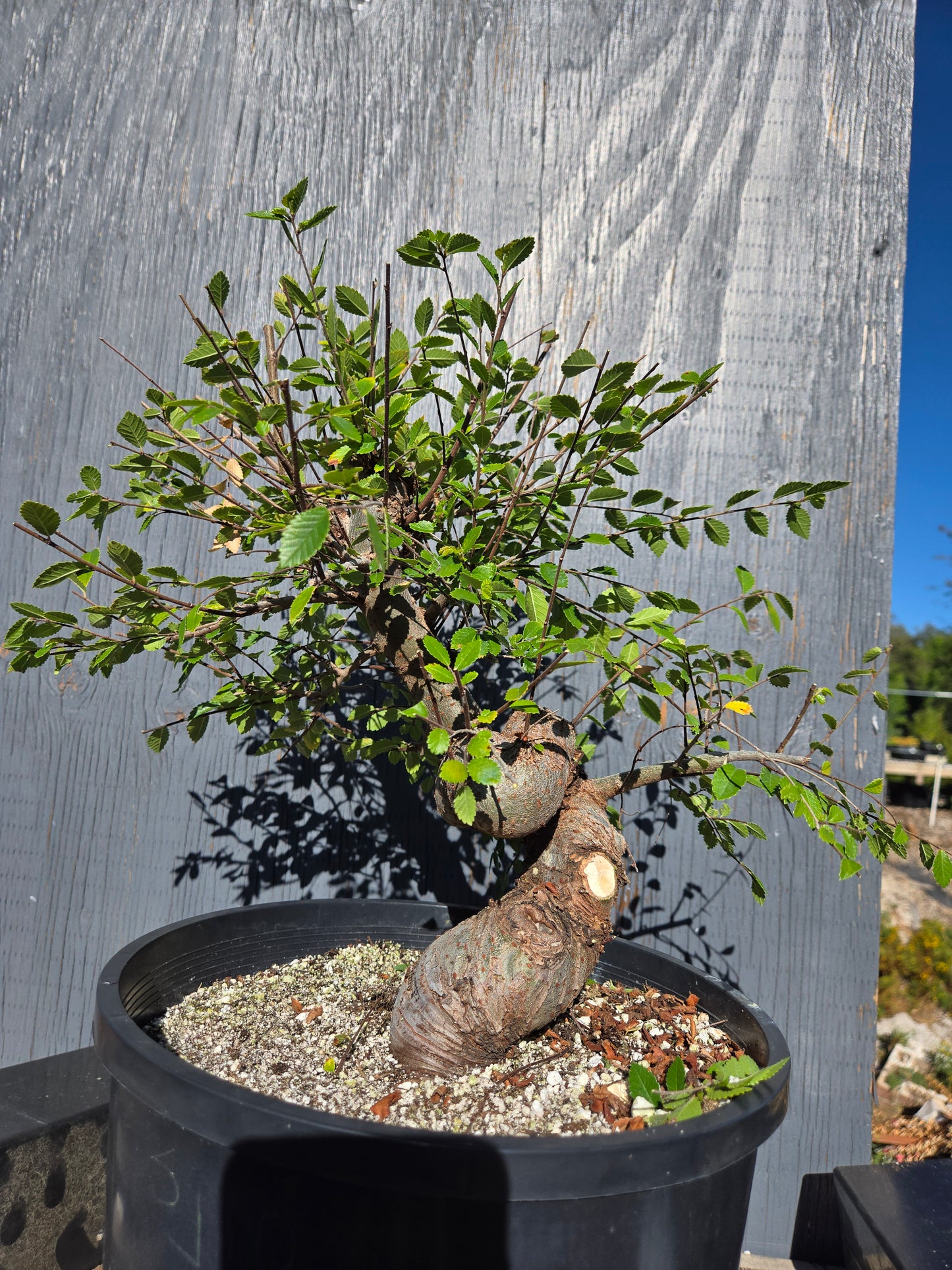 Chinese Elm, Ulmus parvifolia