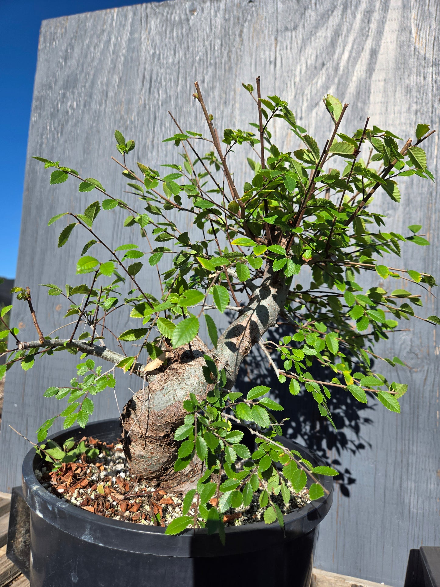 Chinese Elm, Ulmus parvifolia