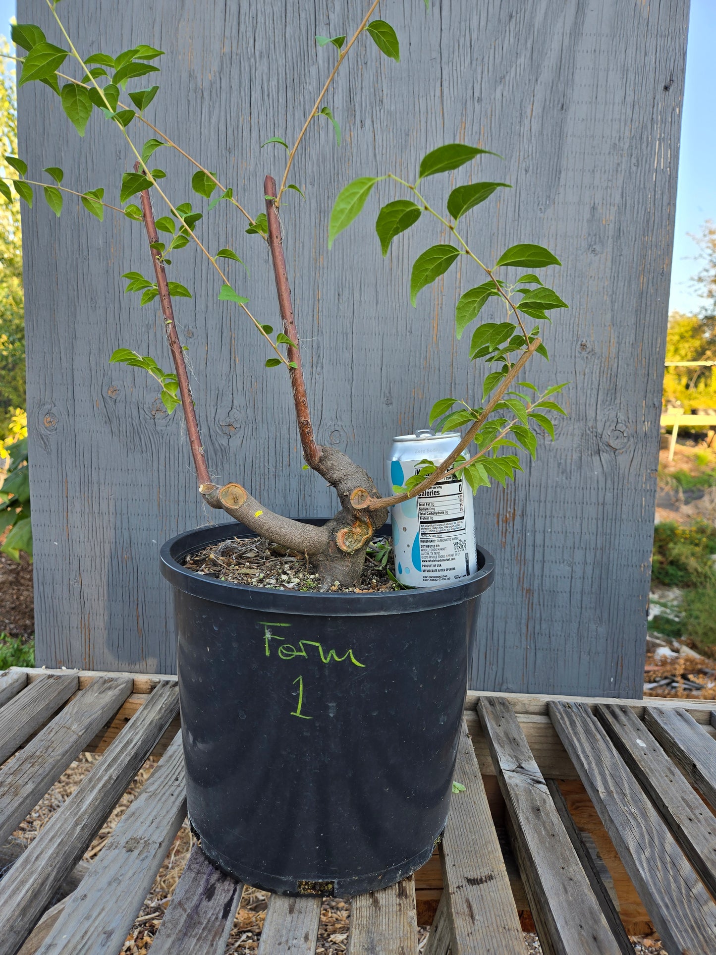 Field grown Formosan Styrax, Form 1