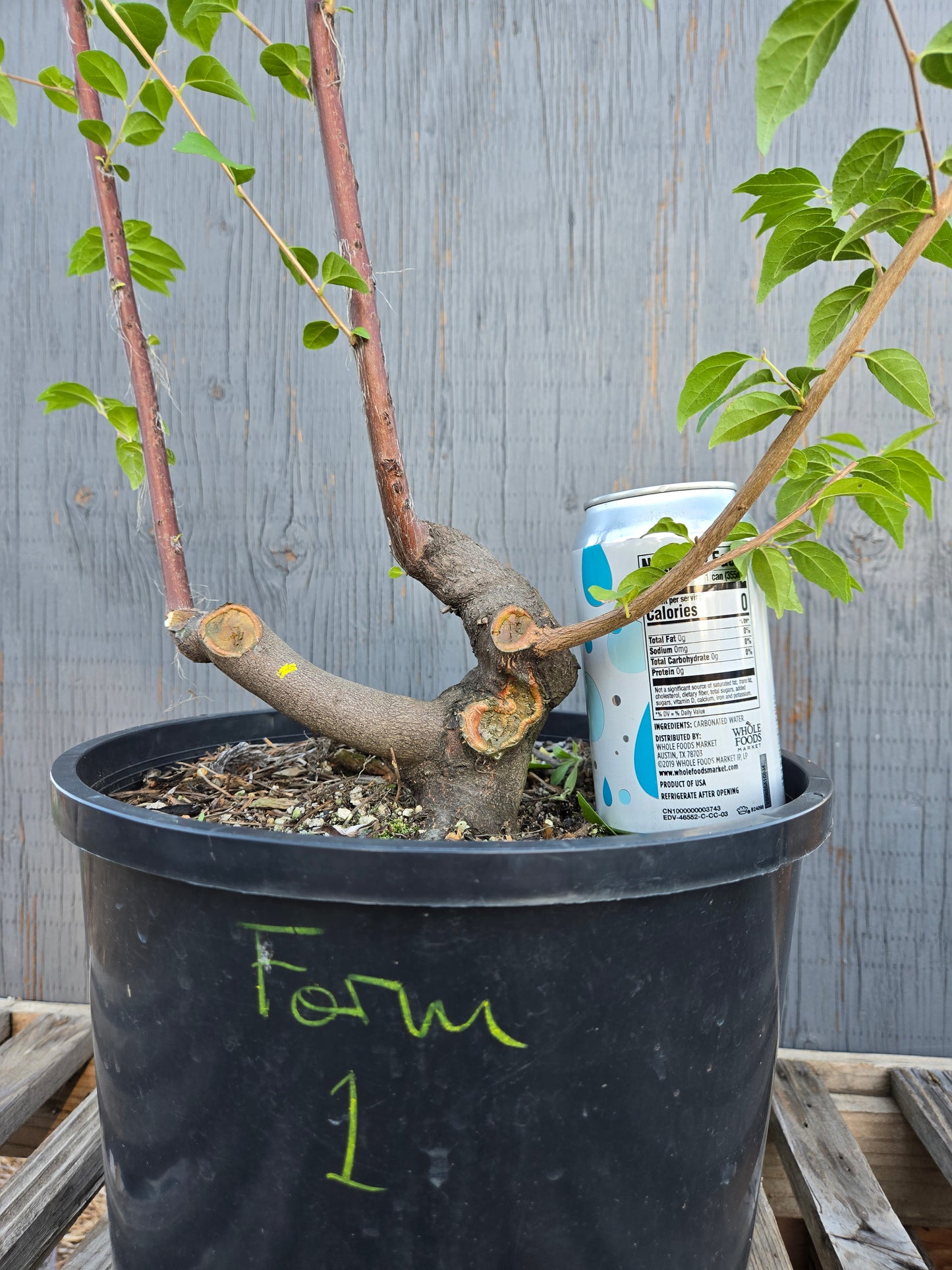 Field grown Formosan Styrax, Form 1