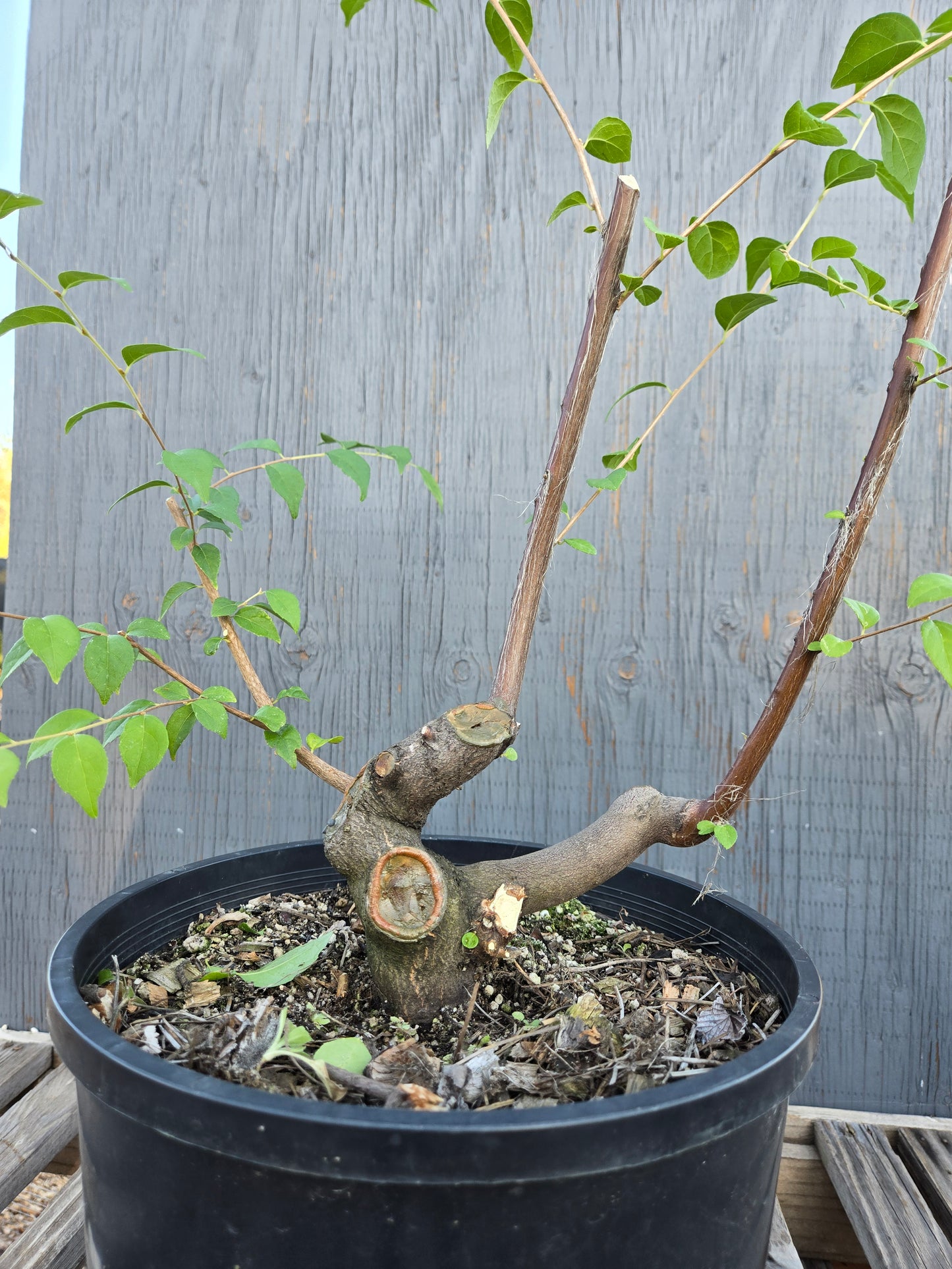 Field grown Formosan Styrax, Form 1