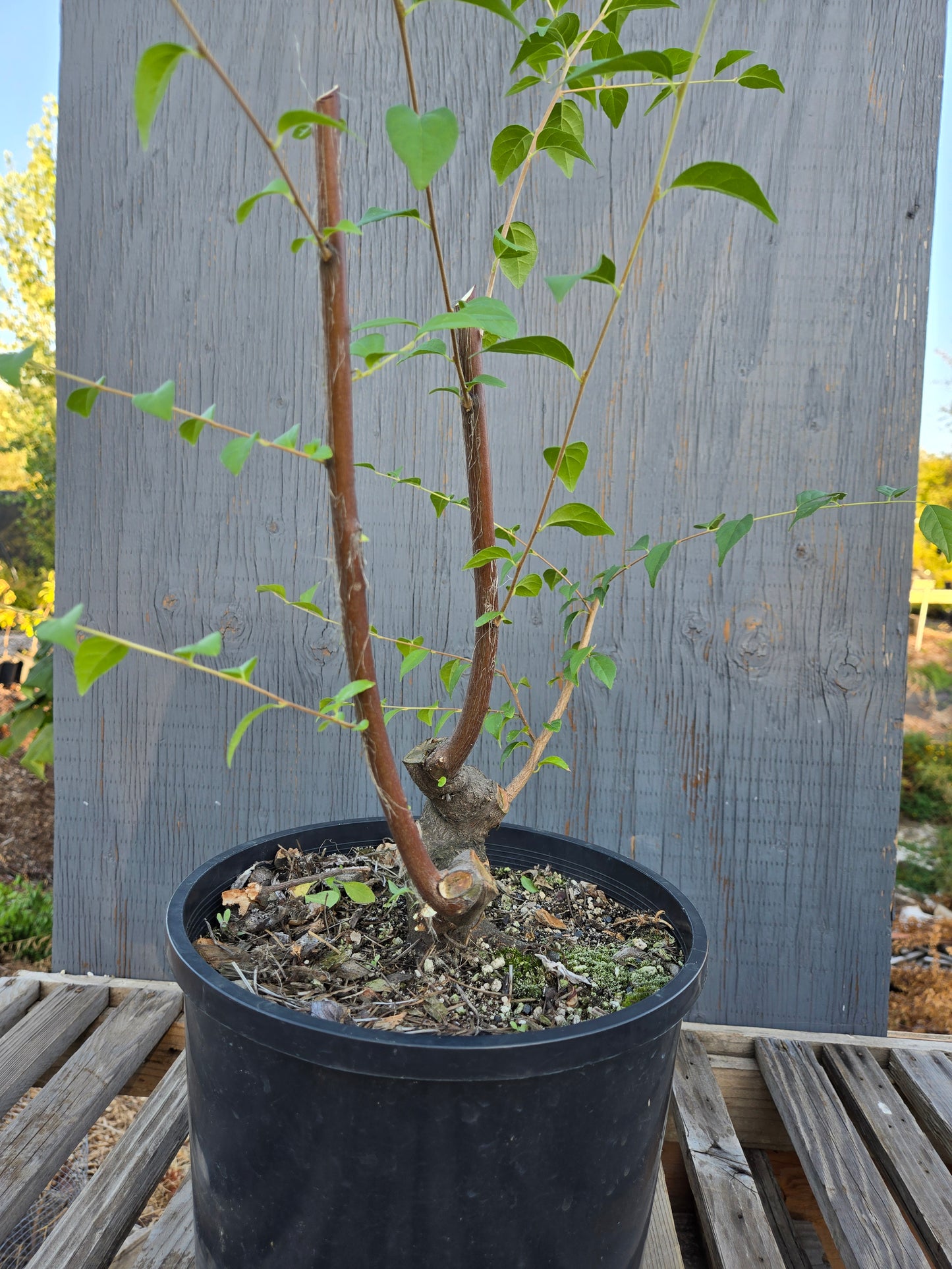 Field grown Formosan Styrax, Form 1