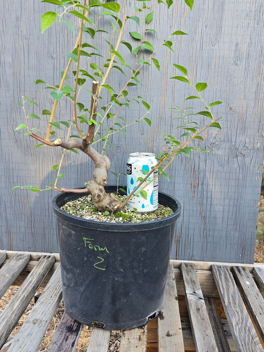Field grown Formosan Styrax, Form 2