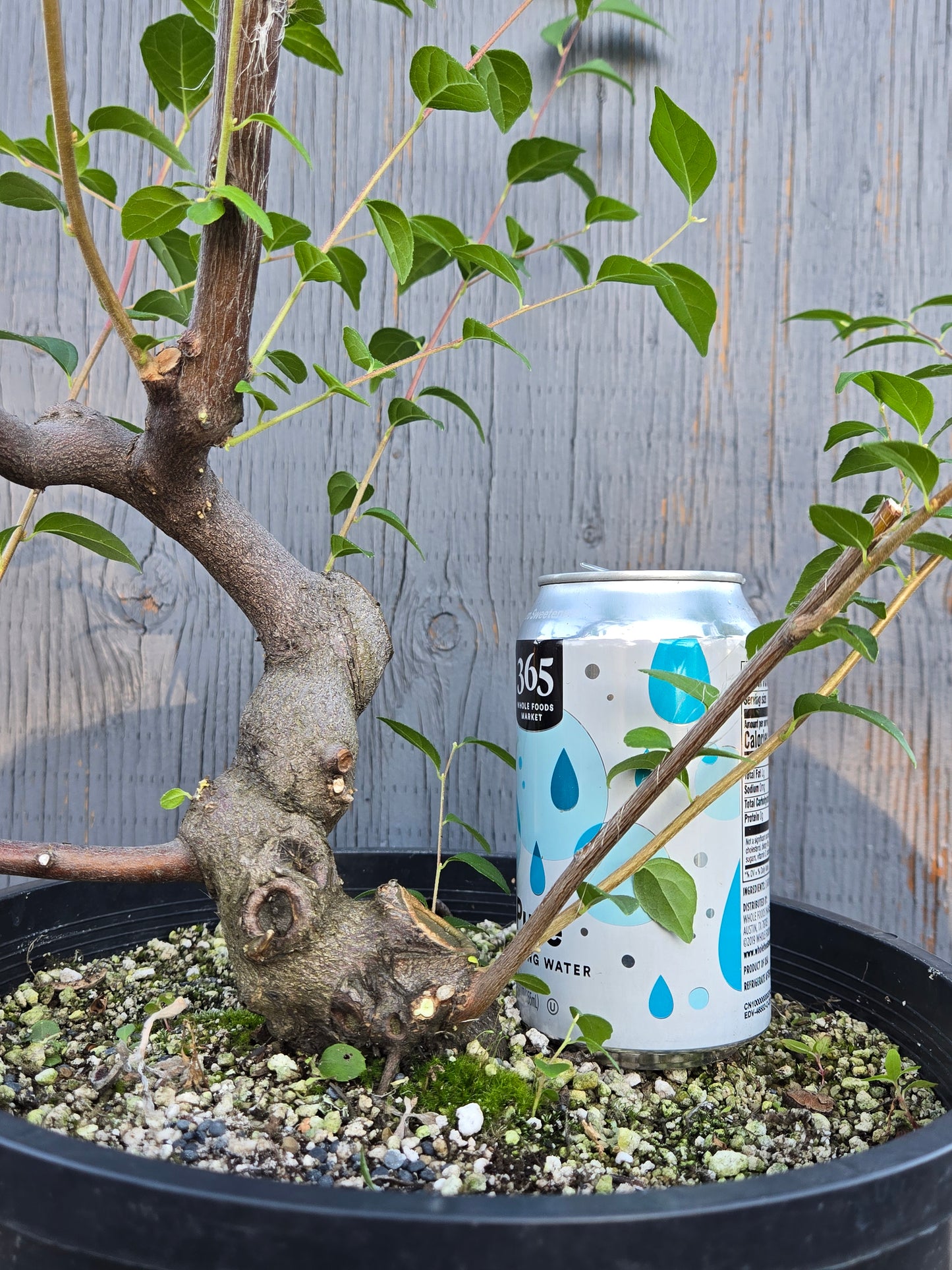 Field grown Formosan Styrax, Form 2