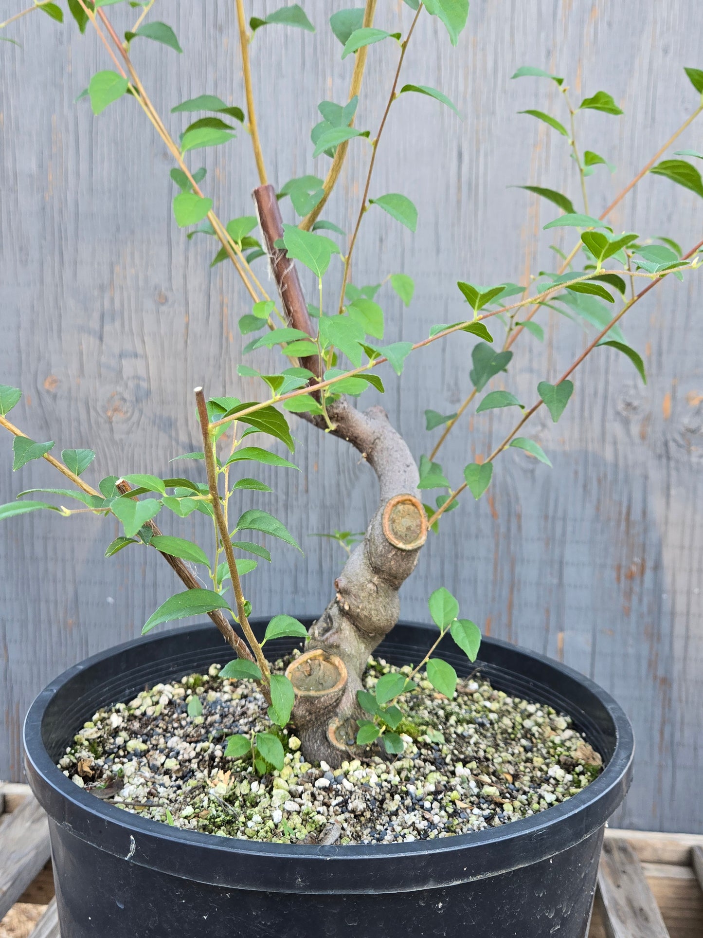 Field grown Formosan Styrax, Form 2