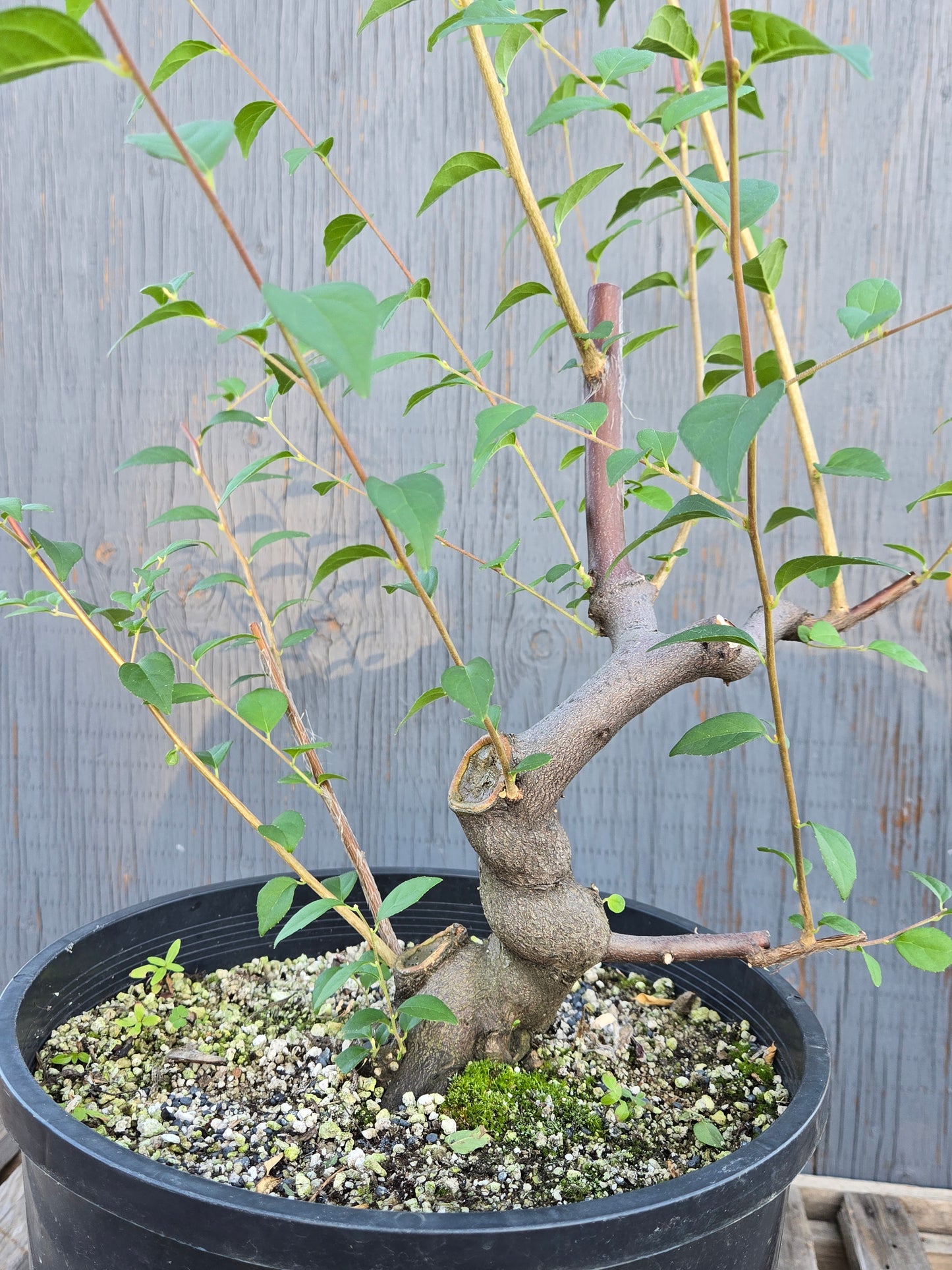 Field grown Formosan Styrax, Form 2