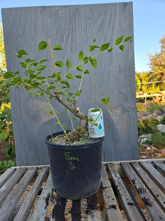 Field grown Formosan Styrax, Form 3