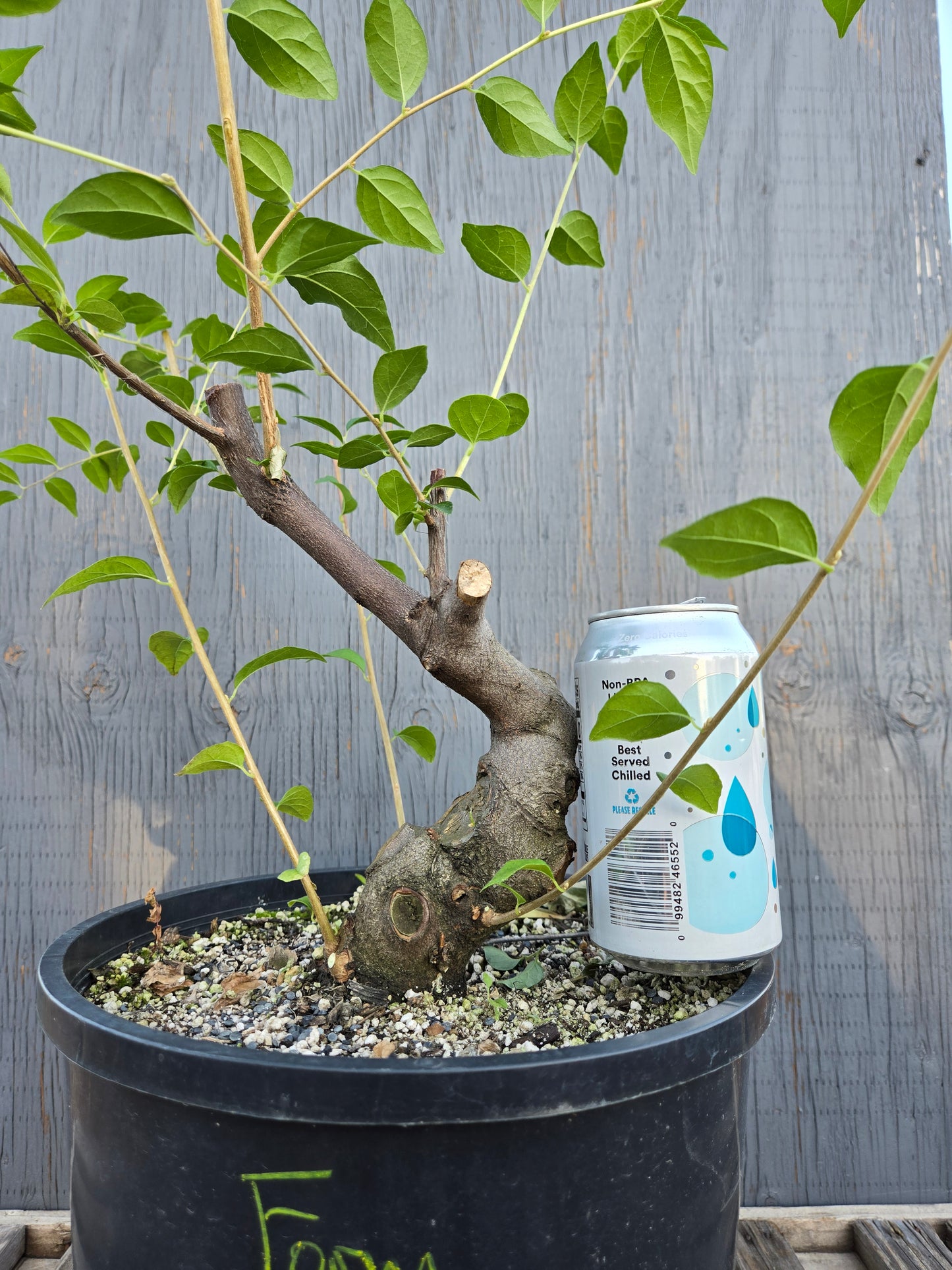 Field grown Formosan Styrax, Form 3