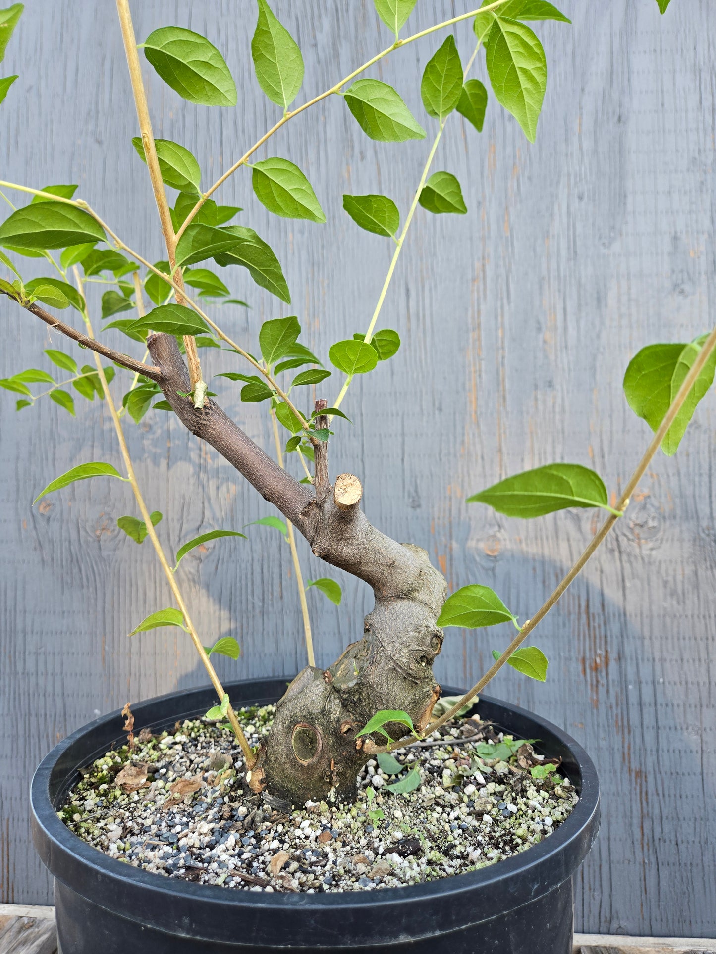 Field grown Formosan Styrax, Form 3