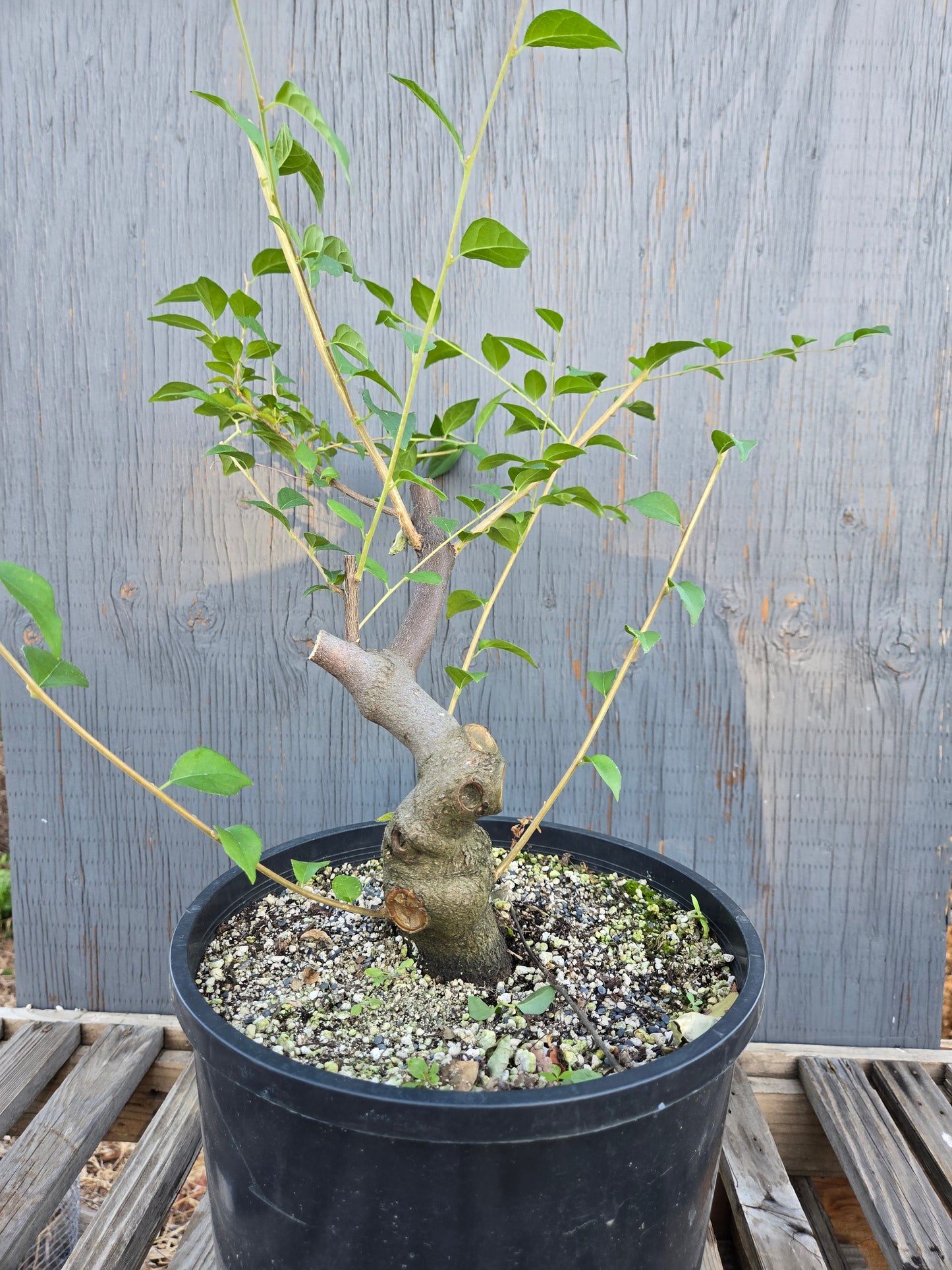 Field grown Formosan Styrax, Form 3