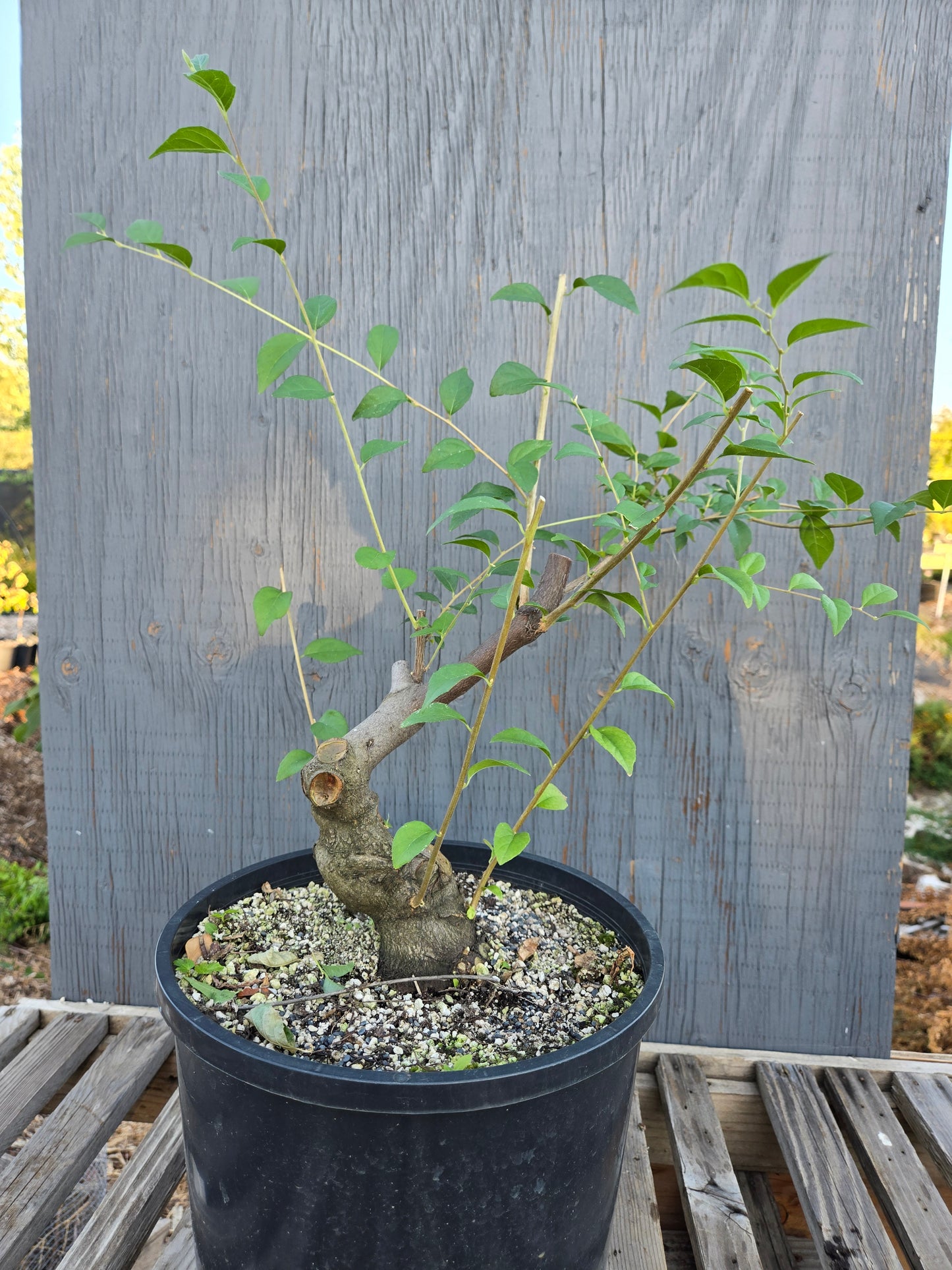Field grown Formosan Styrax, Form 3