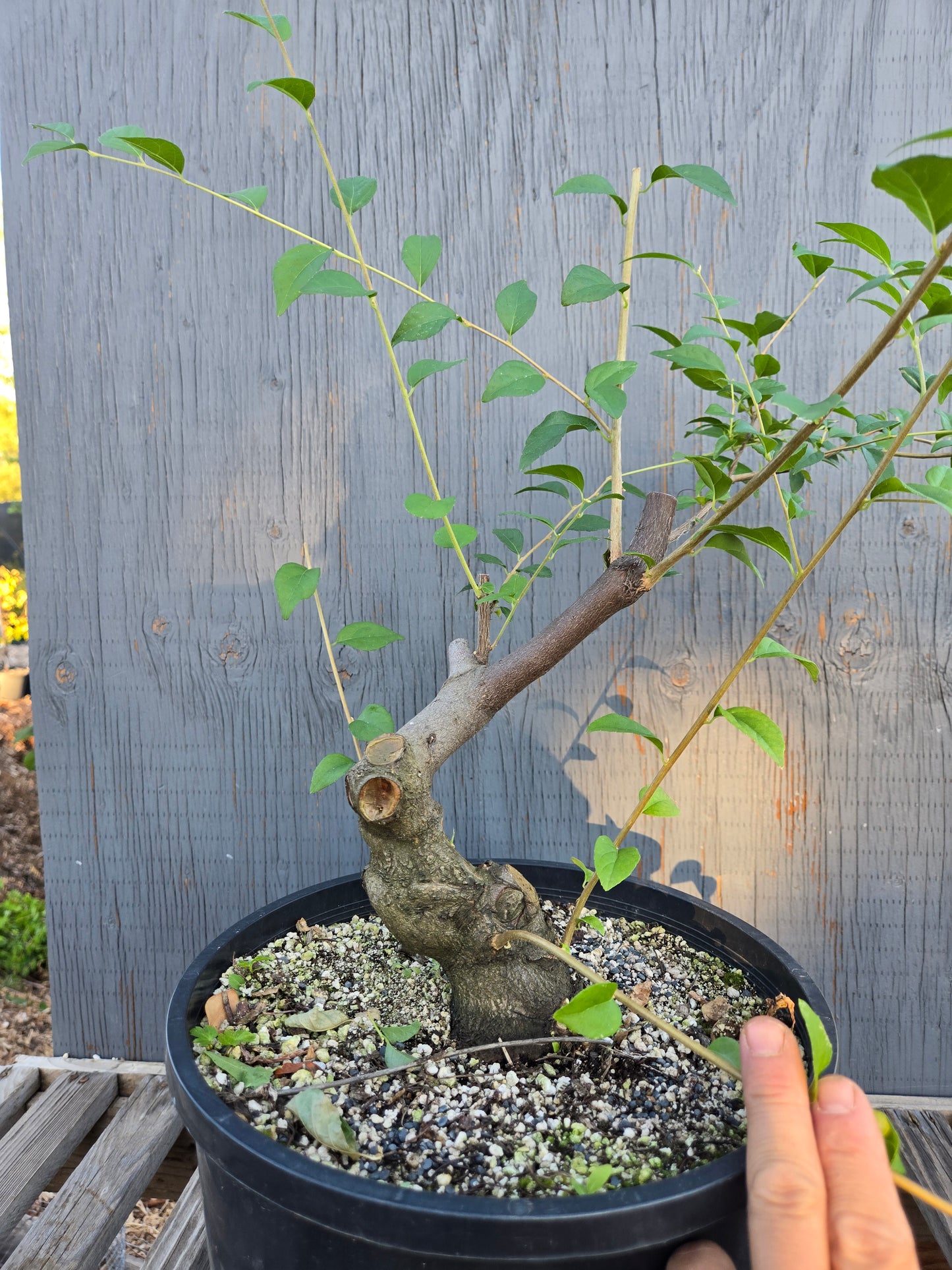 Field grown Formosan Styrax, Form 3