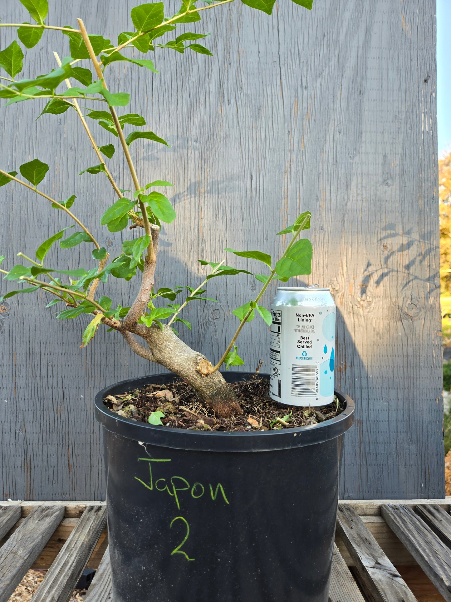 Field Grown Japanese Snowbell. Japon 2