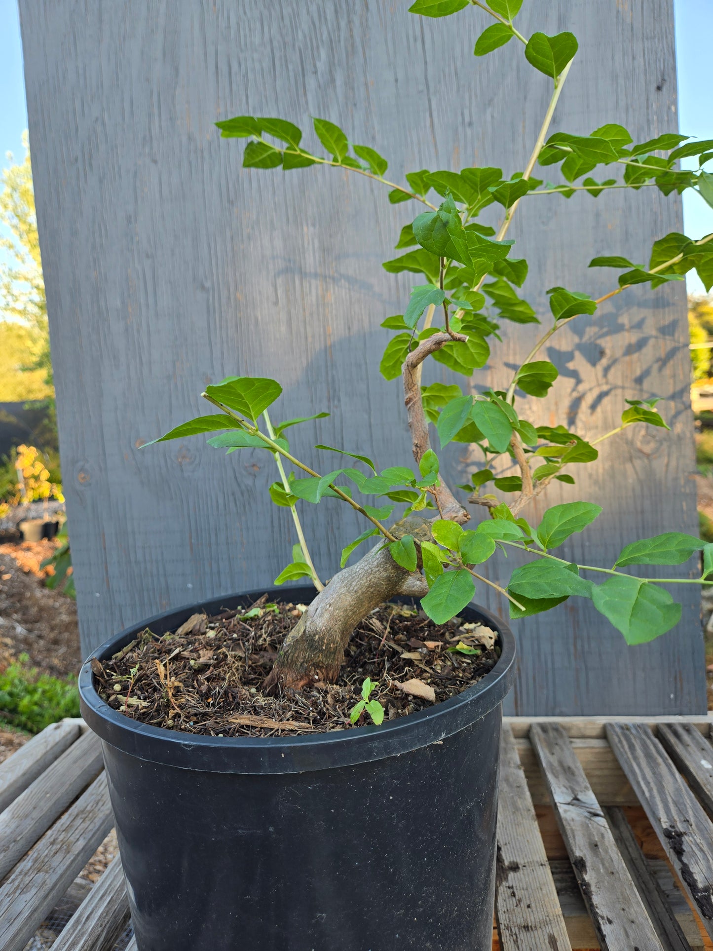 Field Grown Japanese Snowbell. Japon 2