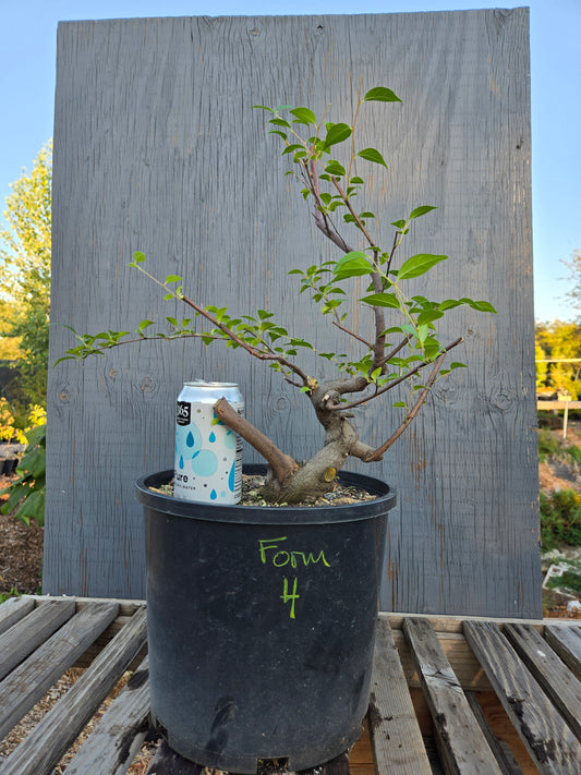 Field grown Formosan Styrax, Form 4