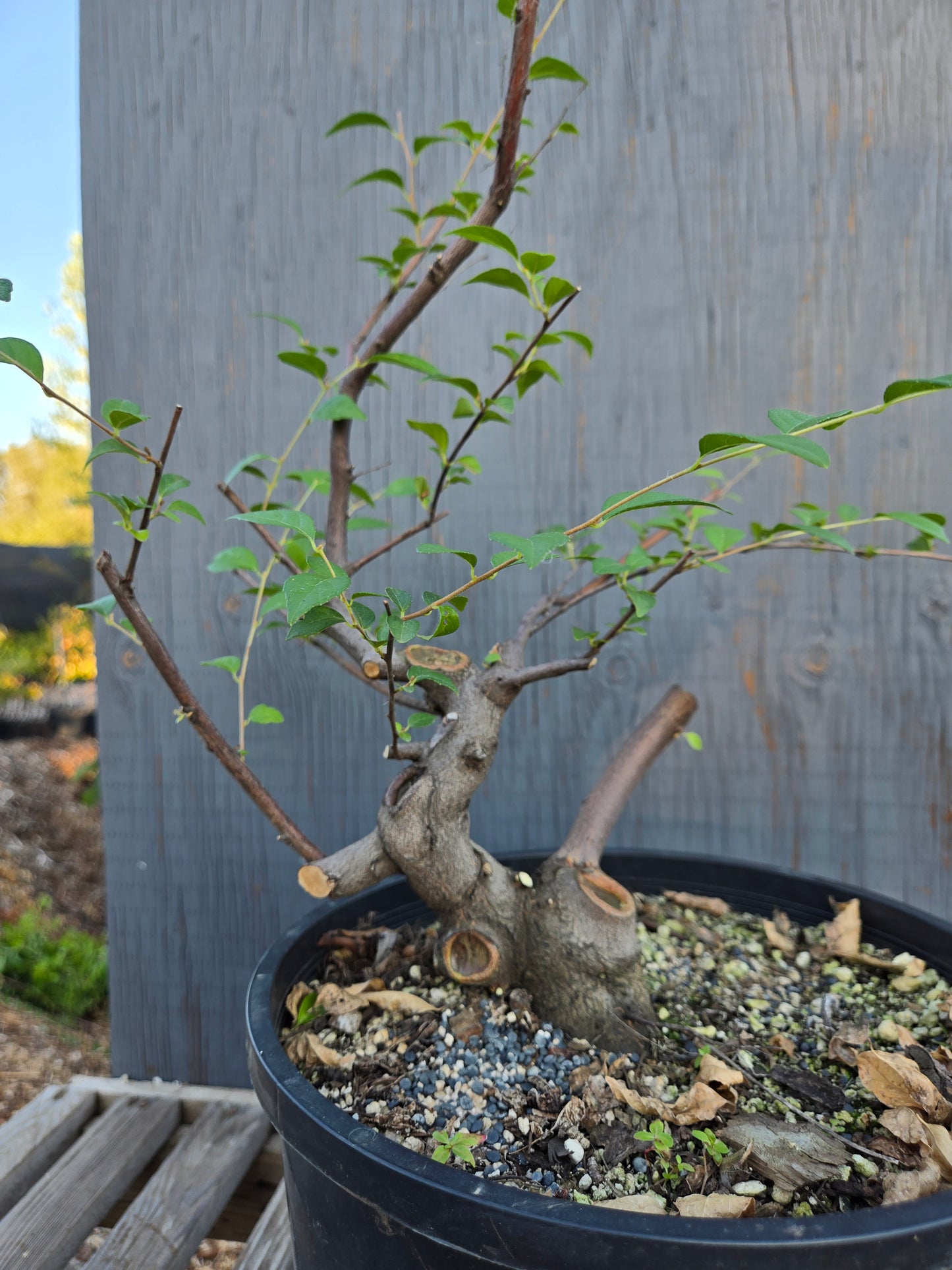 Field grown Formosan Styrax, Form 4