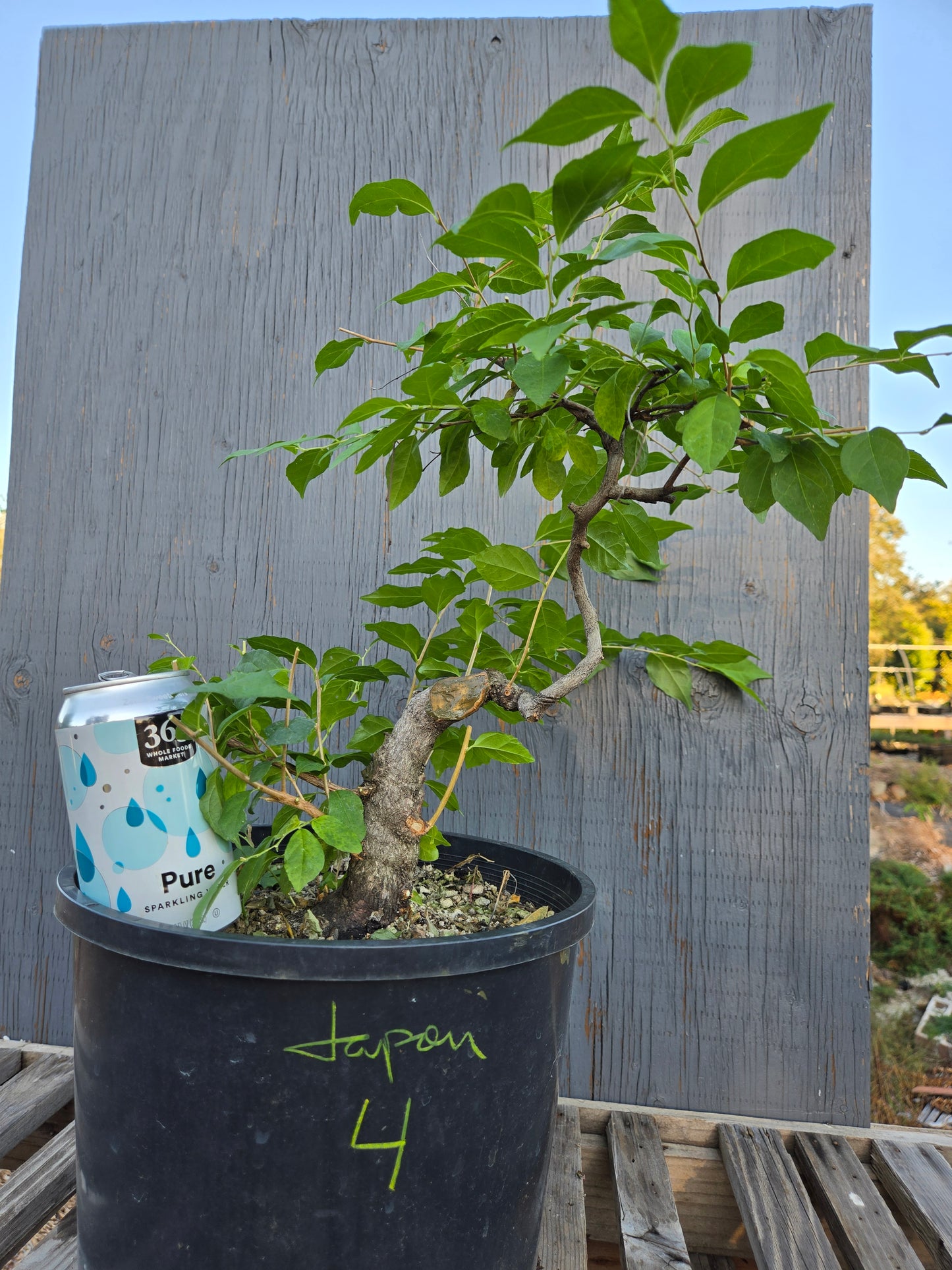 Field Grown Japanese Snowbell. Japon 4