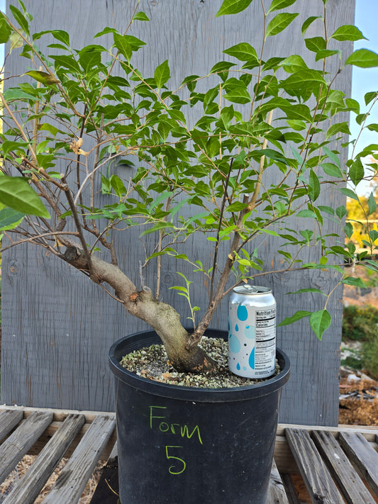 Field grown Formosan Styrax, Form 5
